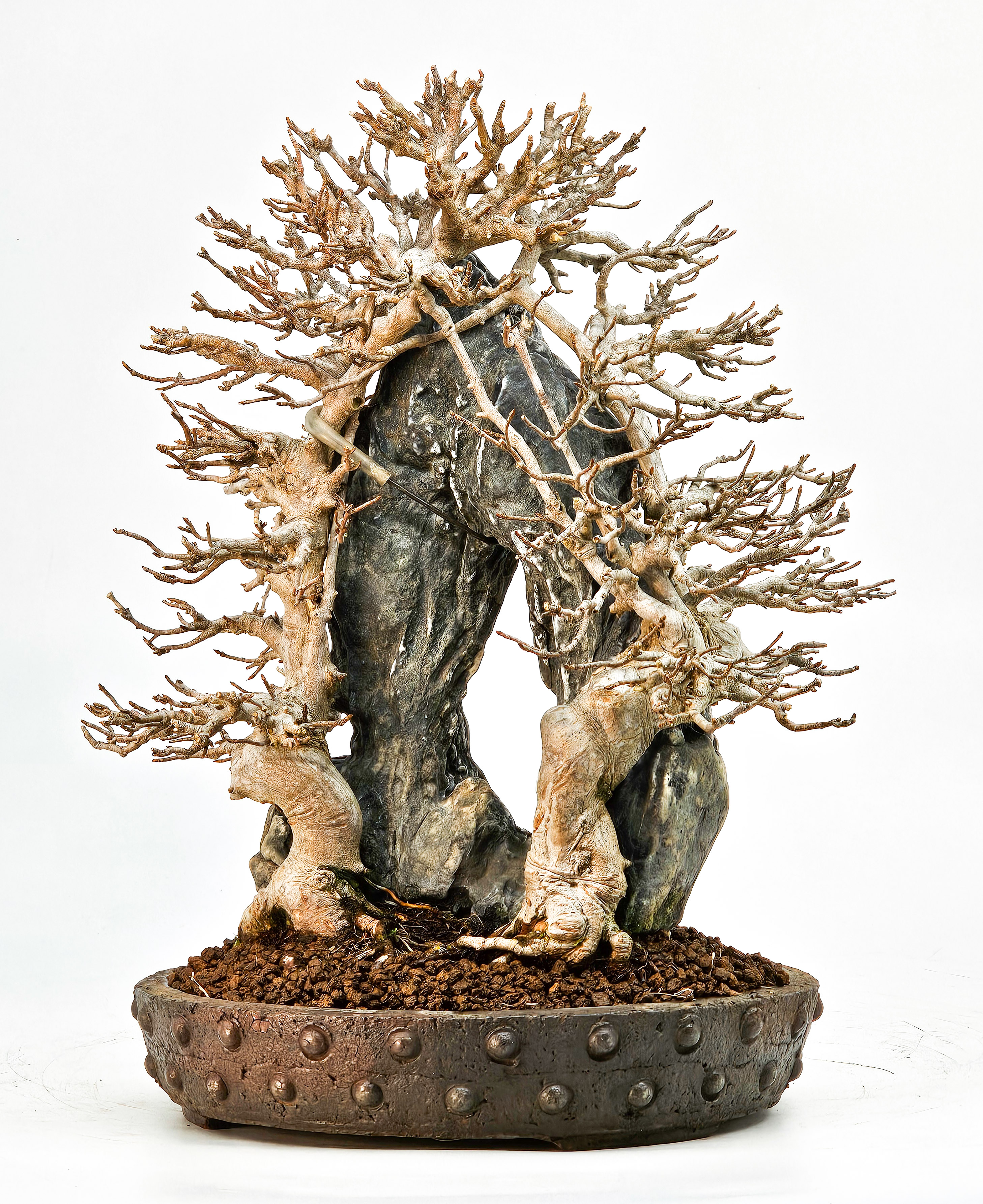 Bonsai Dreispitzahorn - Acer buergerianum Ishizuki 26,5cm - Video!! Bonsai Dreispitzahorn - Acer buergerianum Ishizuki 26,5cm - Video!!