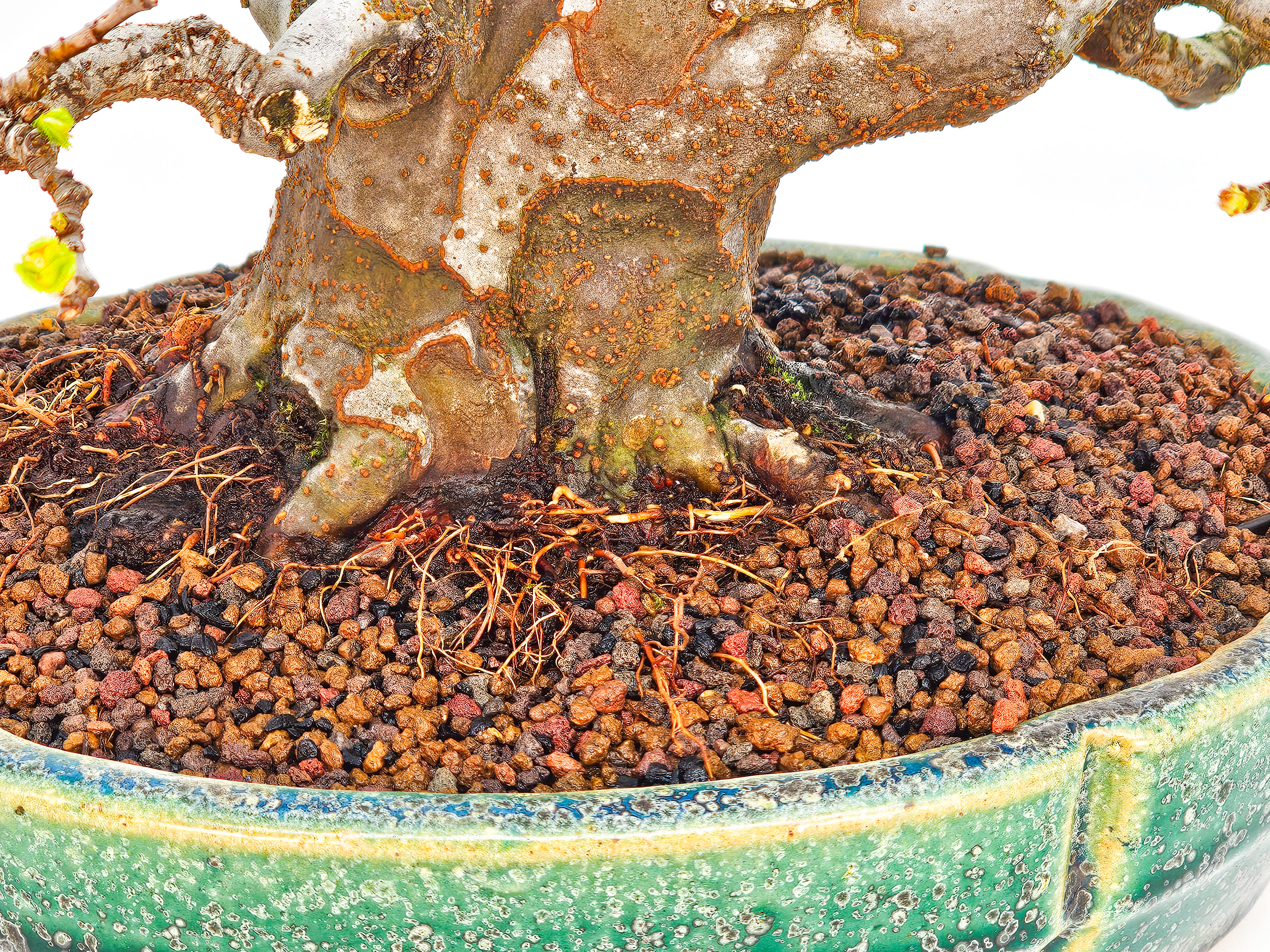 Bonsai Quitte - Pseudocydonia sinensis Shohin 21cm Video