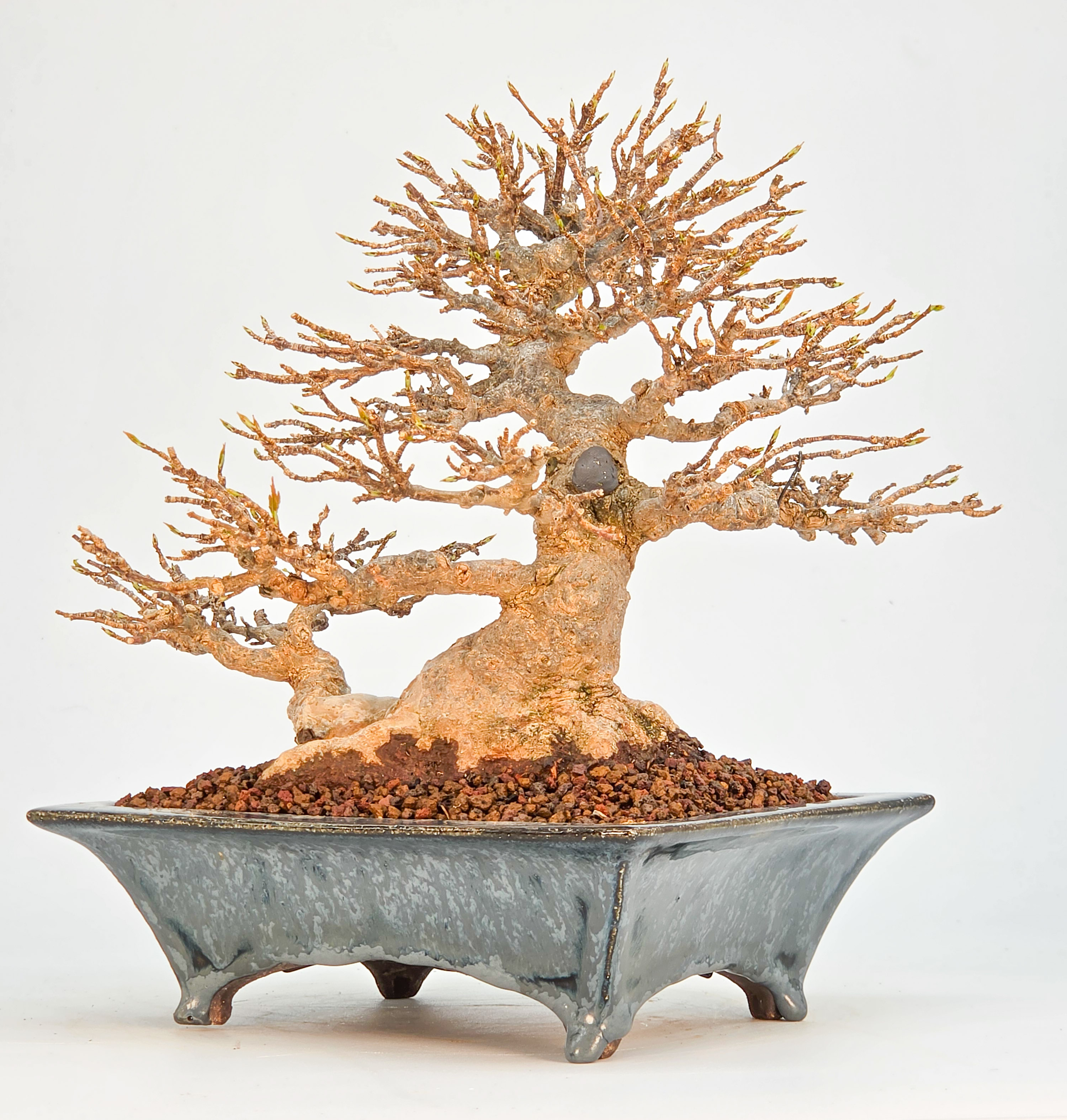 Bonsai Premium Dreispitzahorn - Acer buergerianum Shohin 20cm Video!!