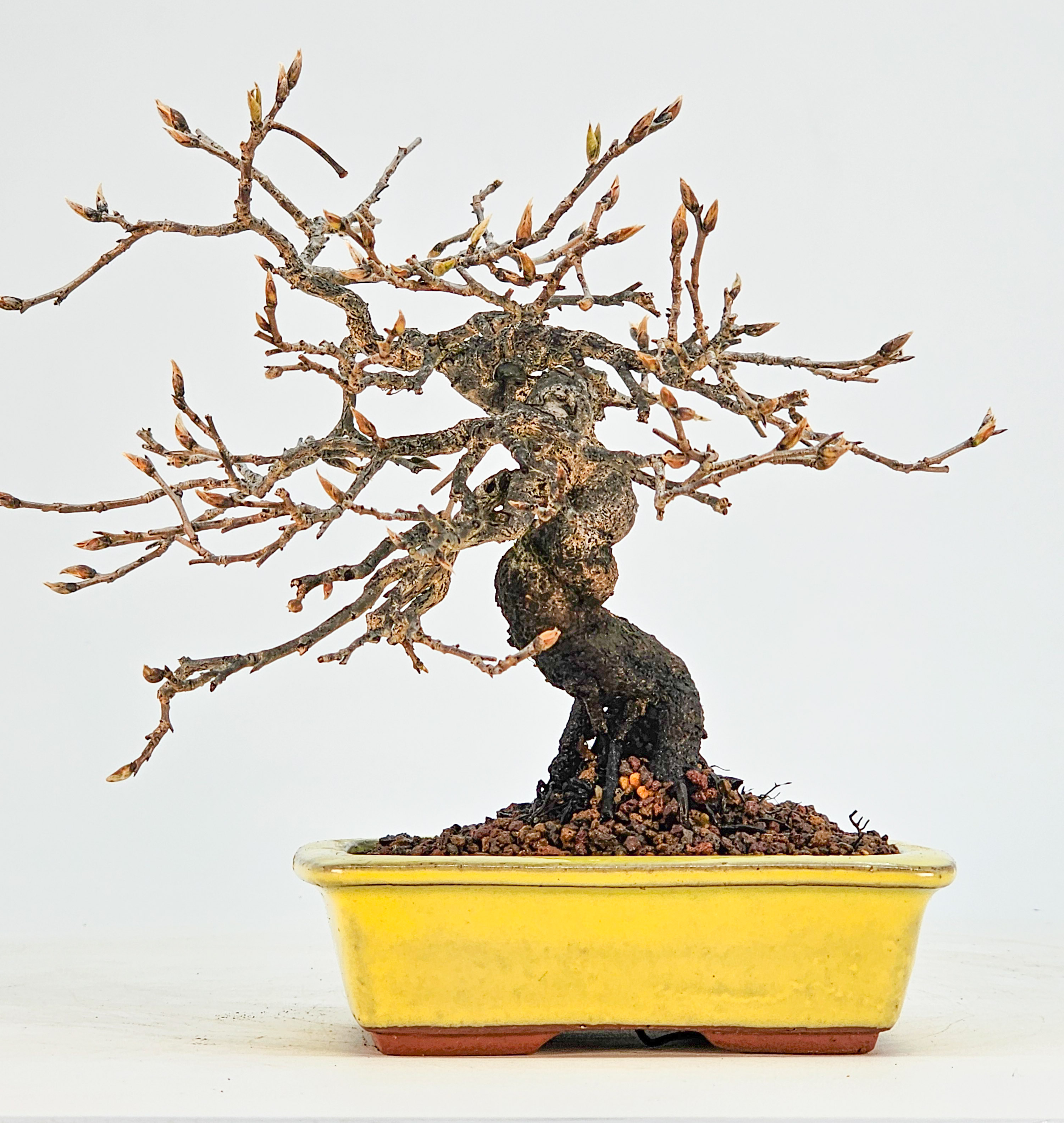 Bonsai Kakipflaume - Diospyros kaki Shohin 16cm