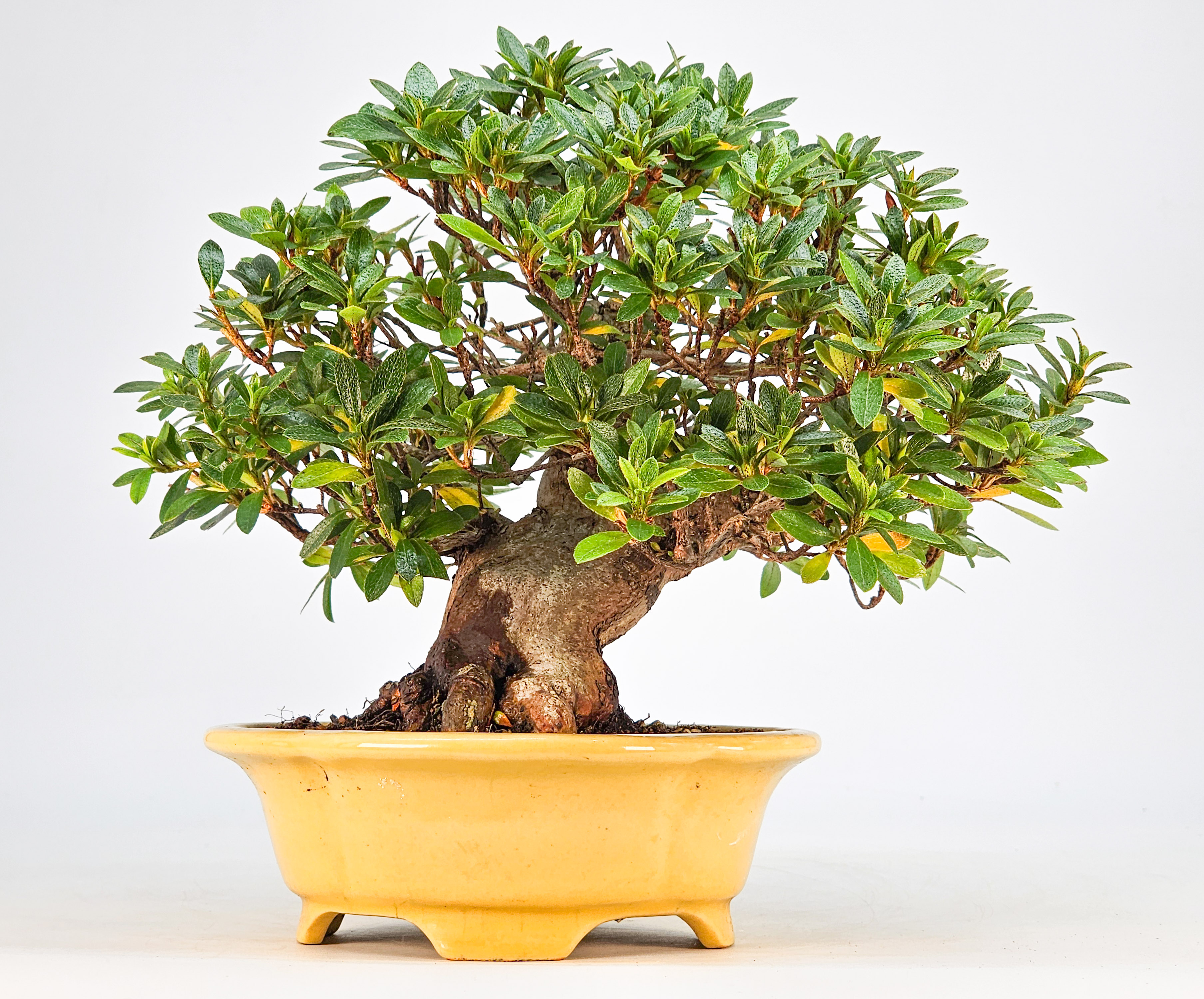 Bonsai Azalee - Rhododendron indicum - Shugestu Shohin 18cm