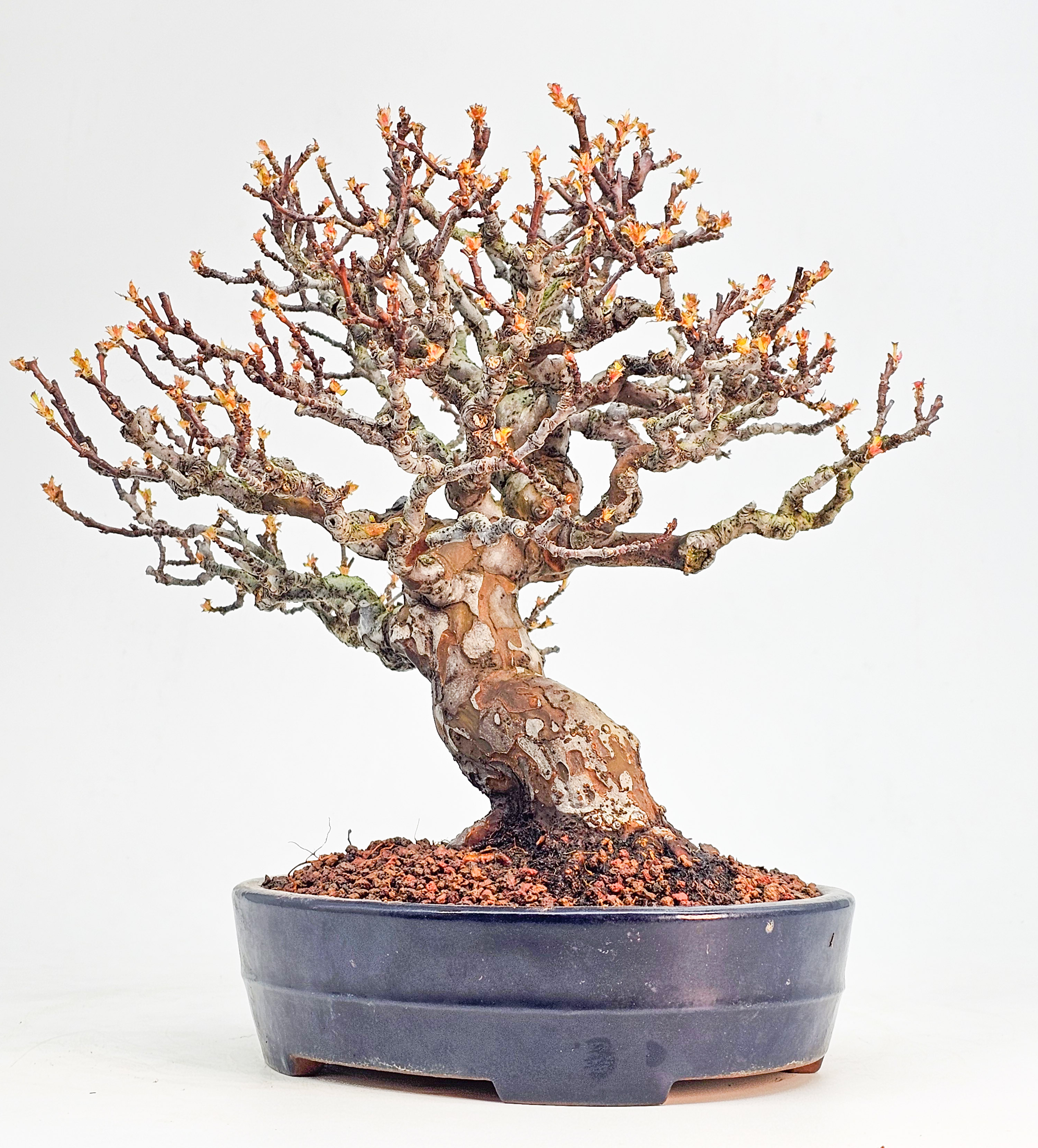 Bonsai Premium Quitte - Pseudocydonia sinensis Shohin 22cm 