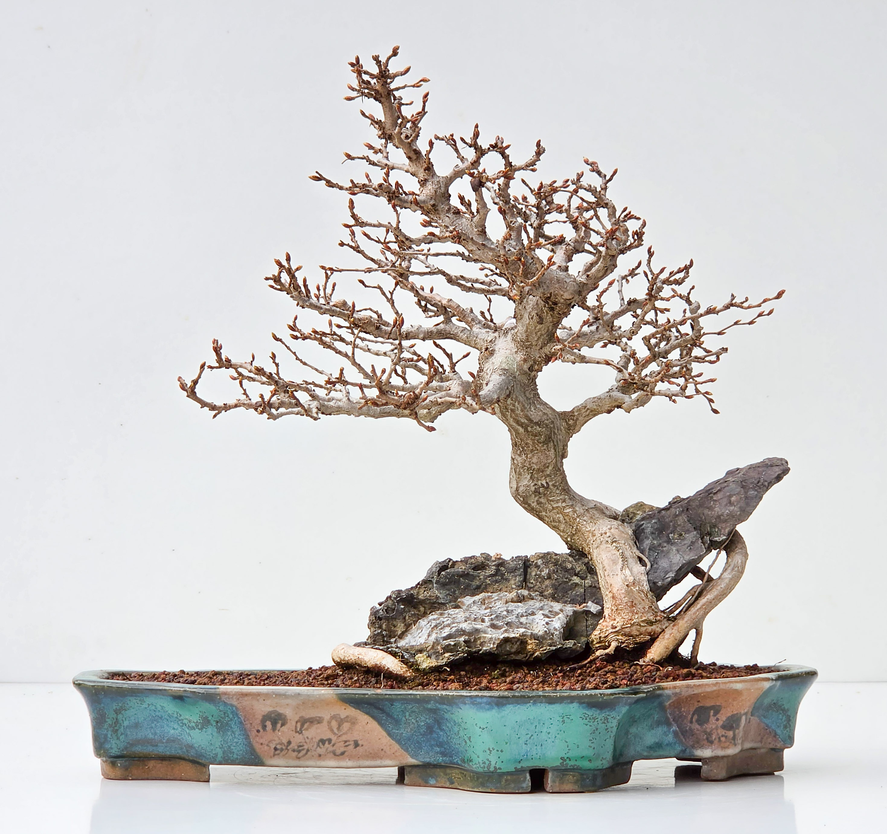 Bonsai Koreanische Hainbuche - Carpinus coreana Ishizuki 32cm
