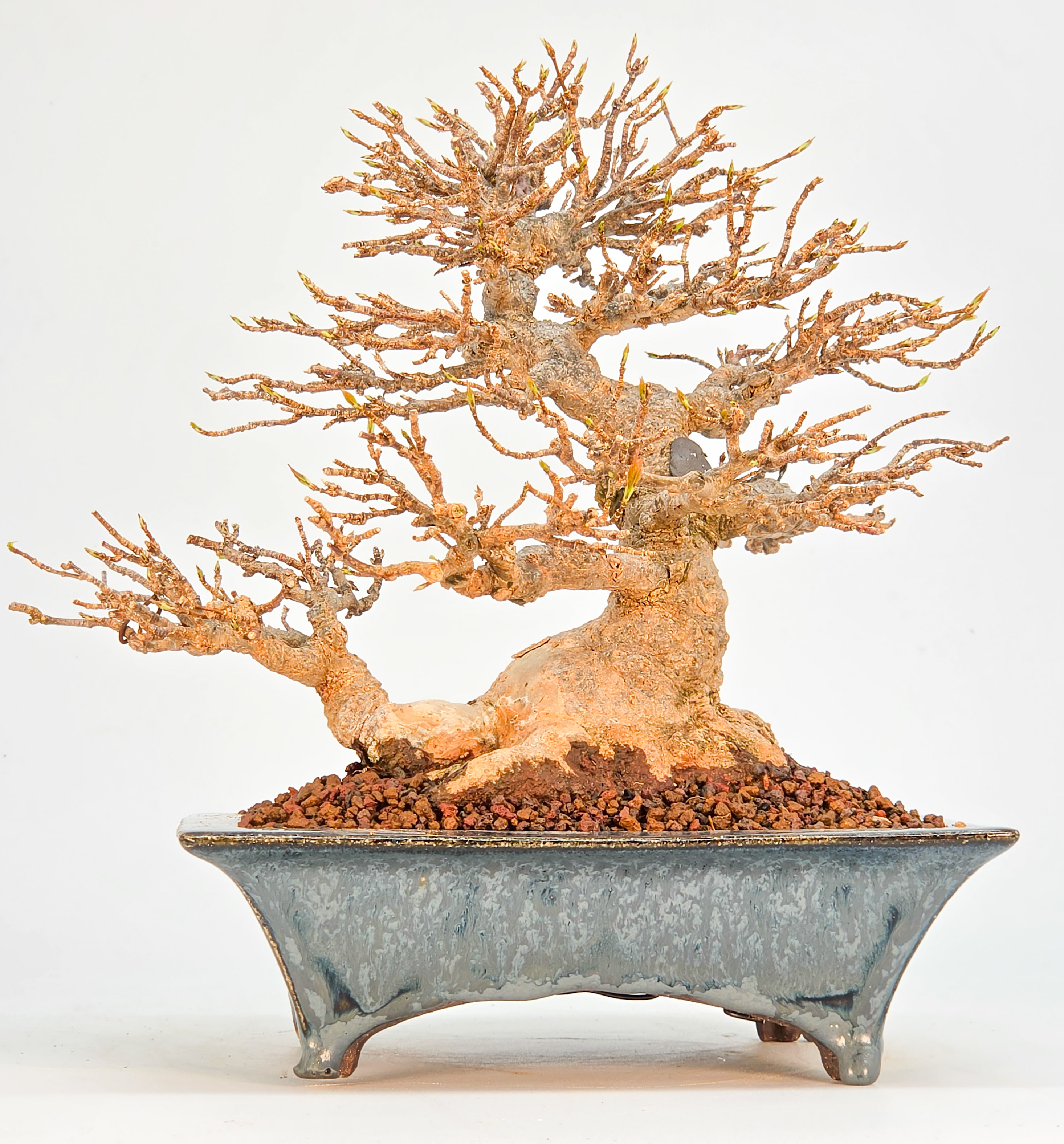 Bonsai Premium Dreispitzahorn - Acer buergerianum Shohin 20cm Video!!