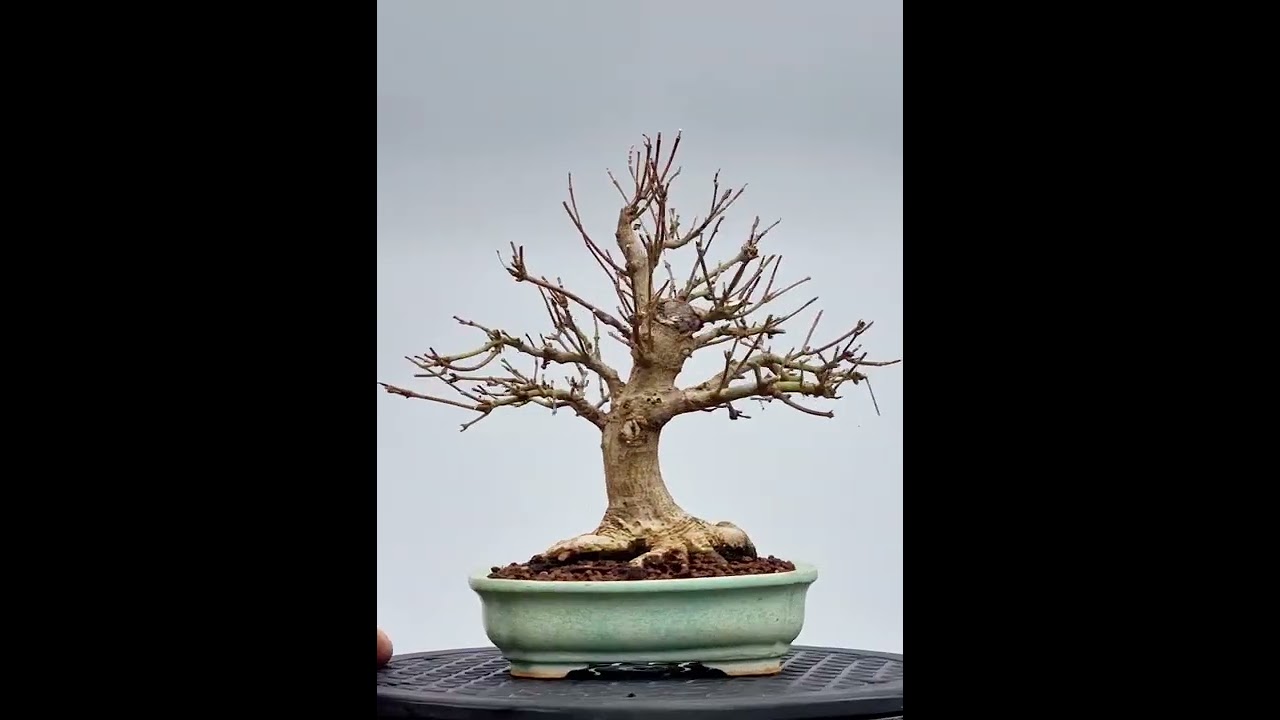 Bonsai Fächerahorn Ahorn Yamamomiji Acer Palmatum Shohin