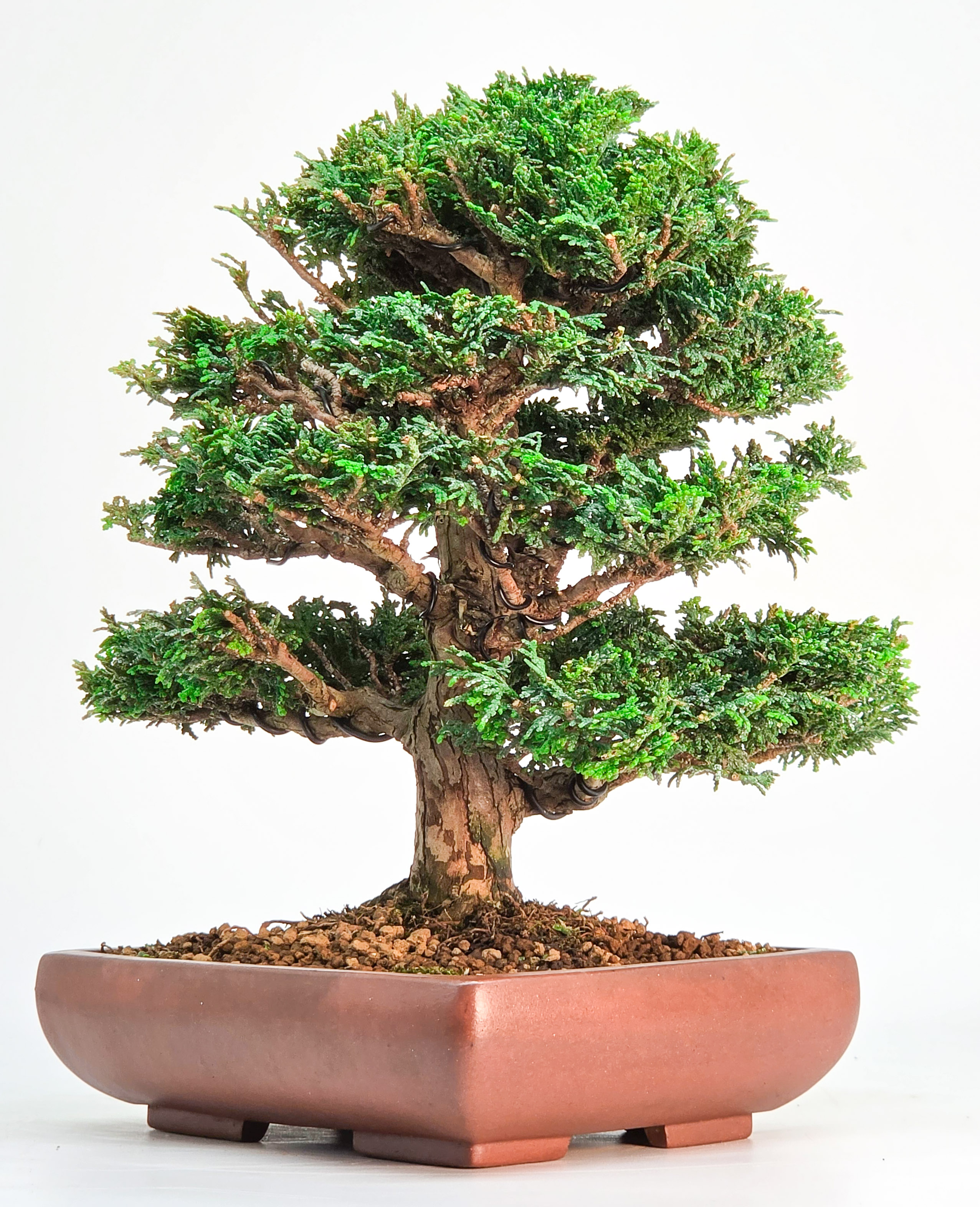 Bonsai Muschelzypresse - Chamaecyparis obtusa 22cm