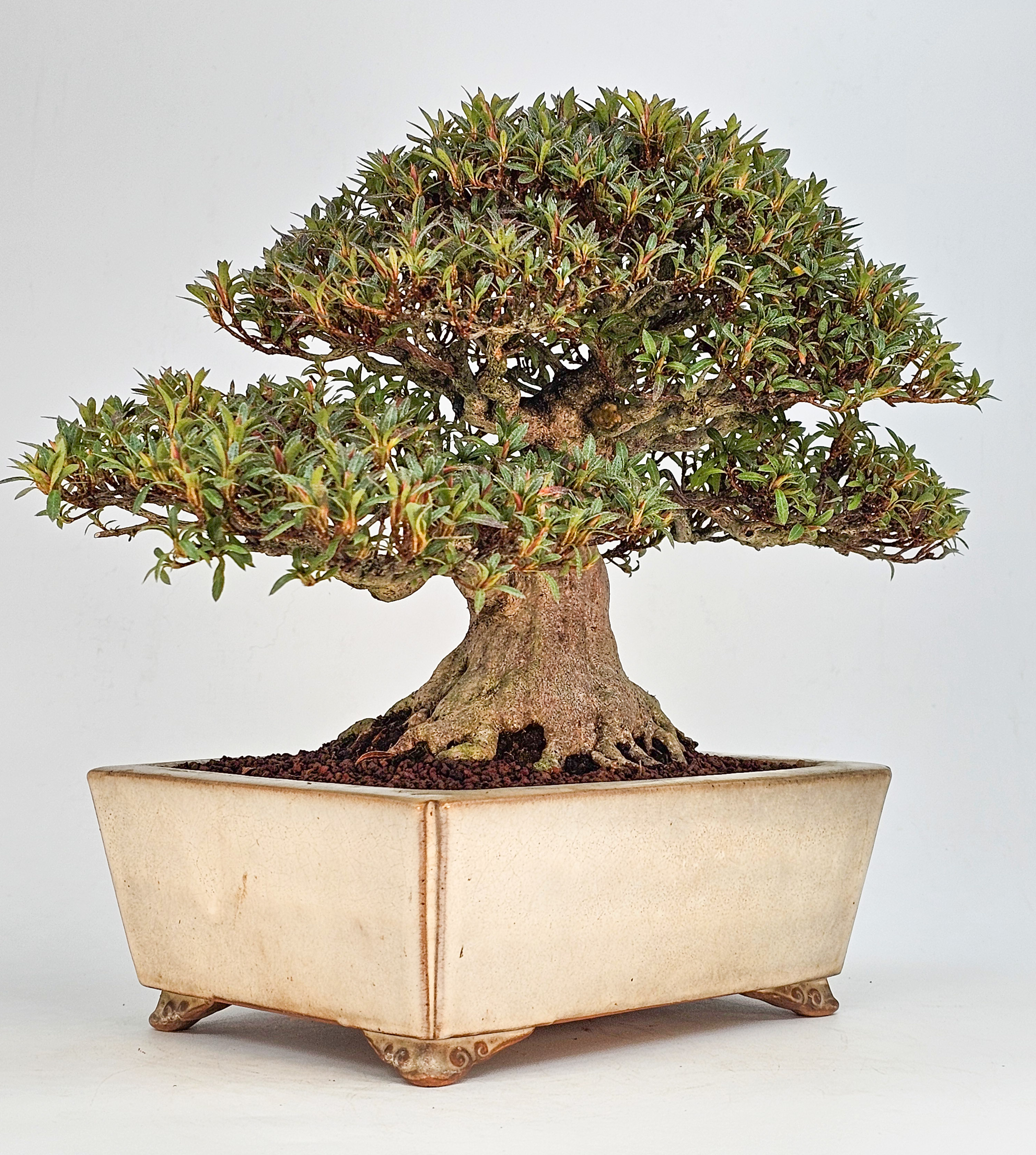 Bonsai Azalee - Rhododendron indicum - Hikorin 24cm