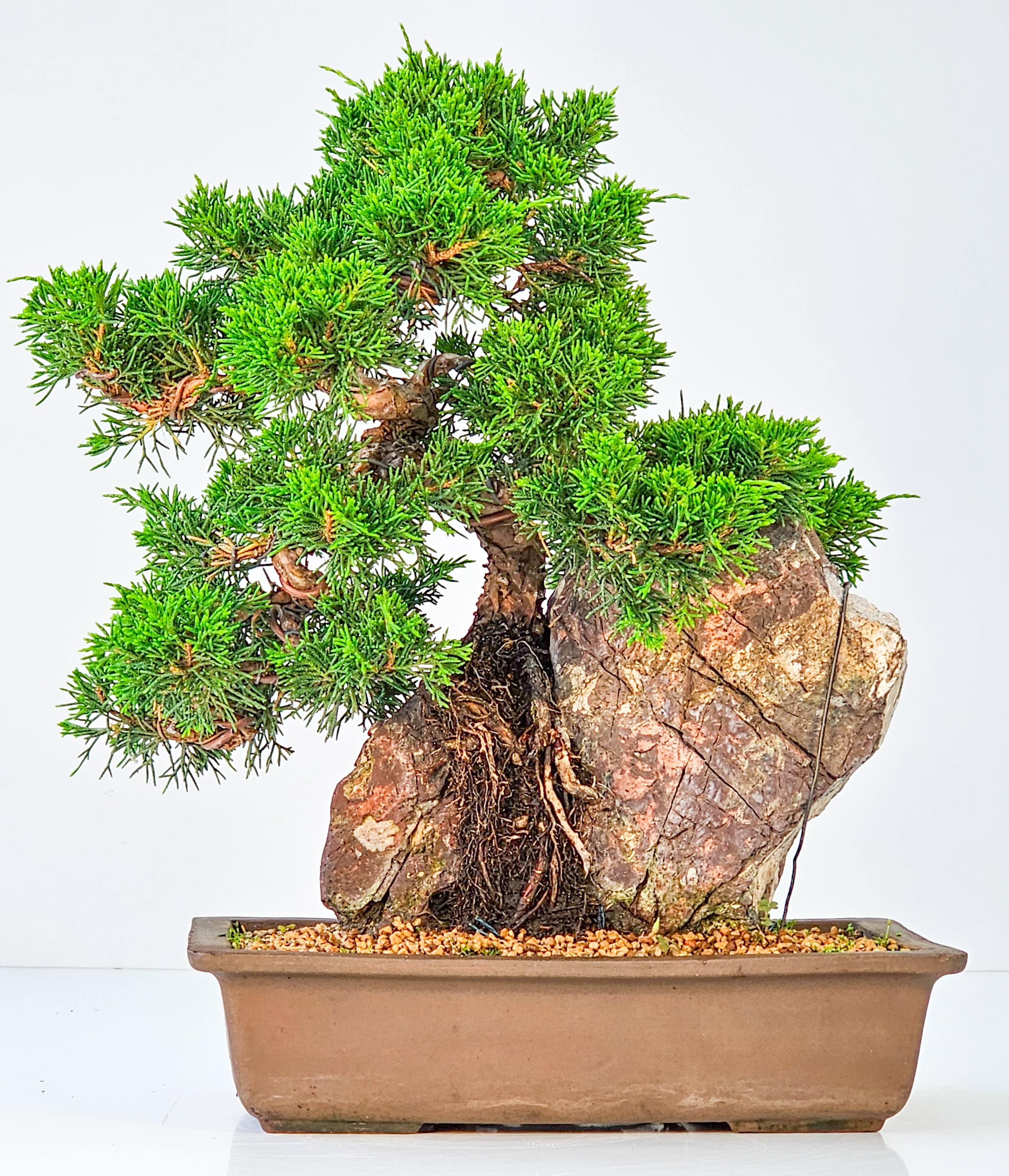 Bonsai Wacholder Juniperus chinensis shimpaku 30,5 cm