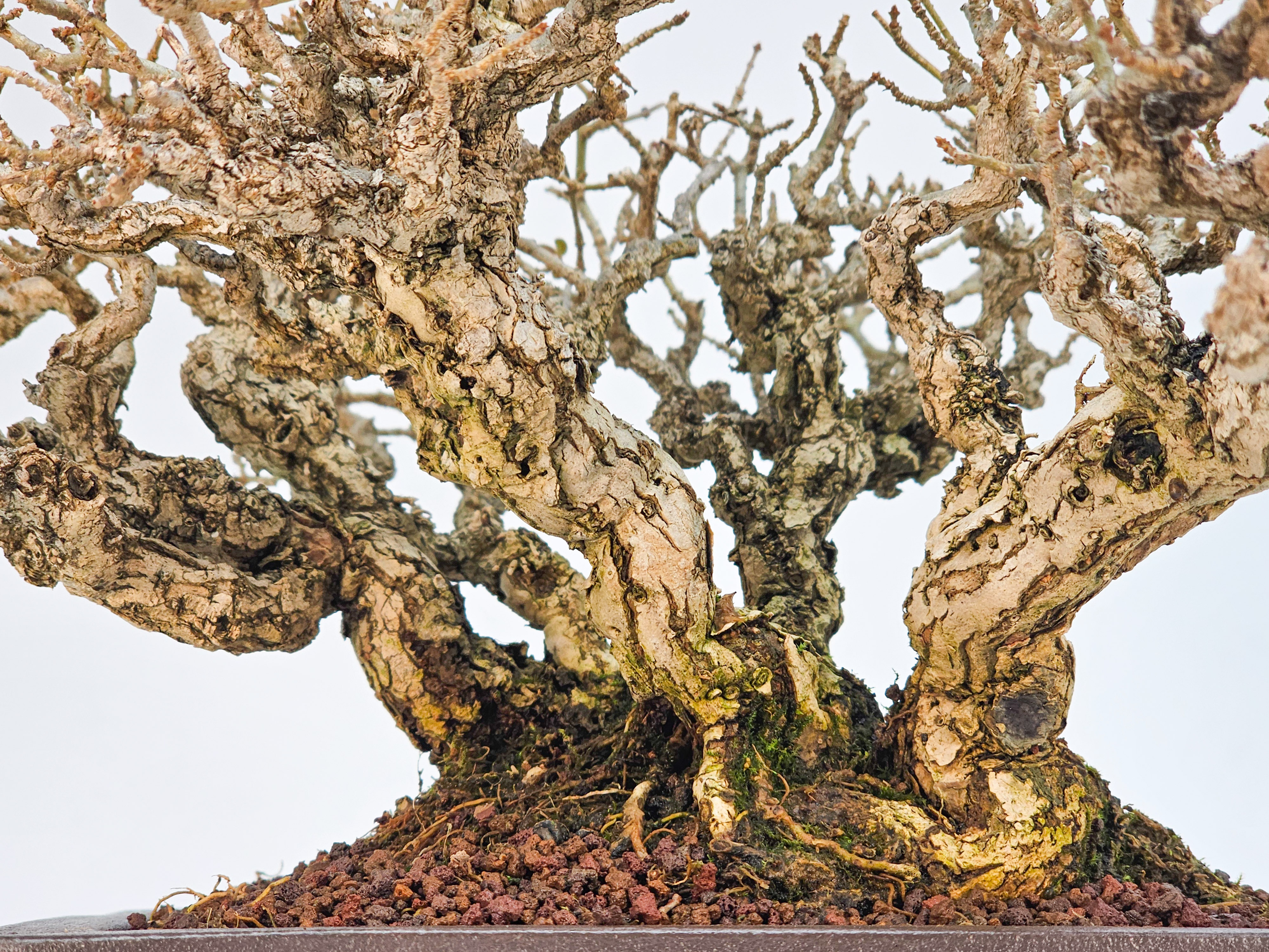 Bonsai Premium Japanischer Liguster - Ligustrum japonicum Shohin 15cm 