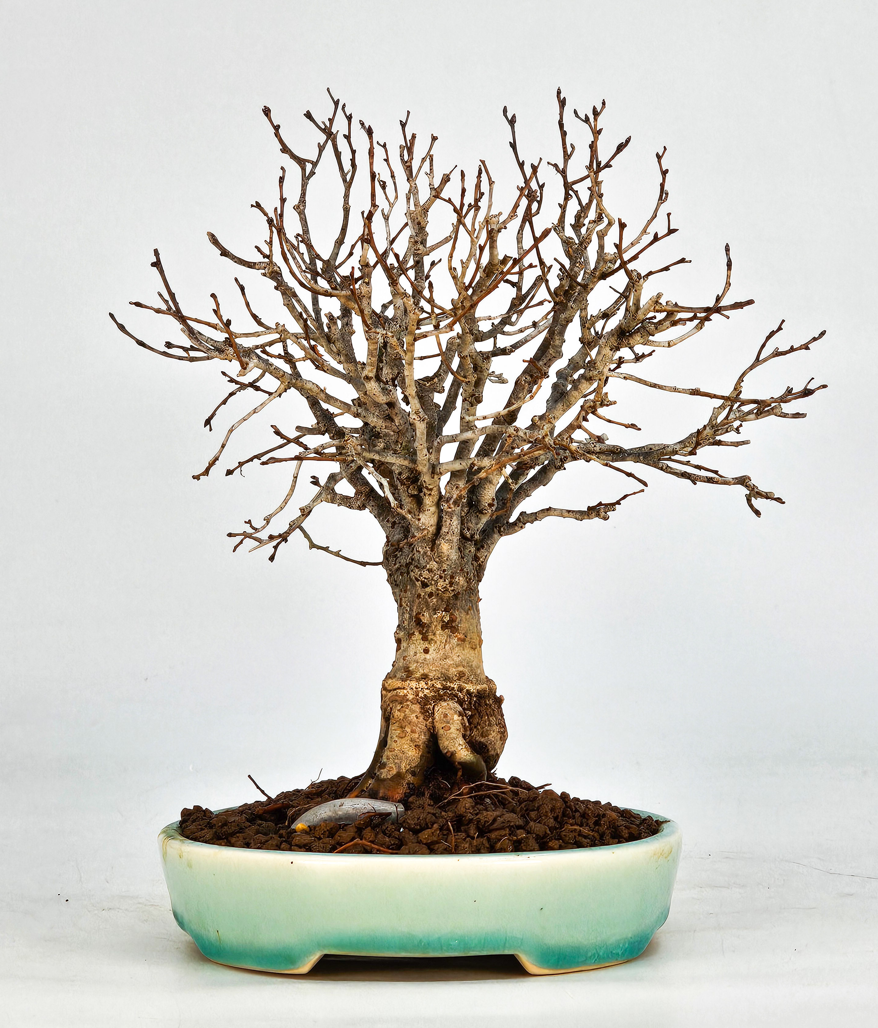 Bonsai Zelkova serrata Shohin 17,5cm