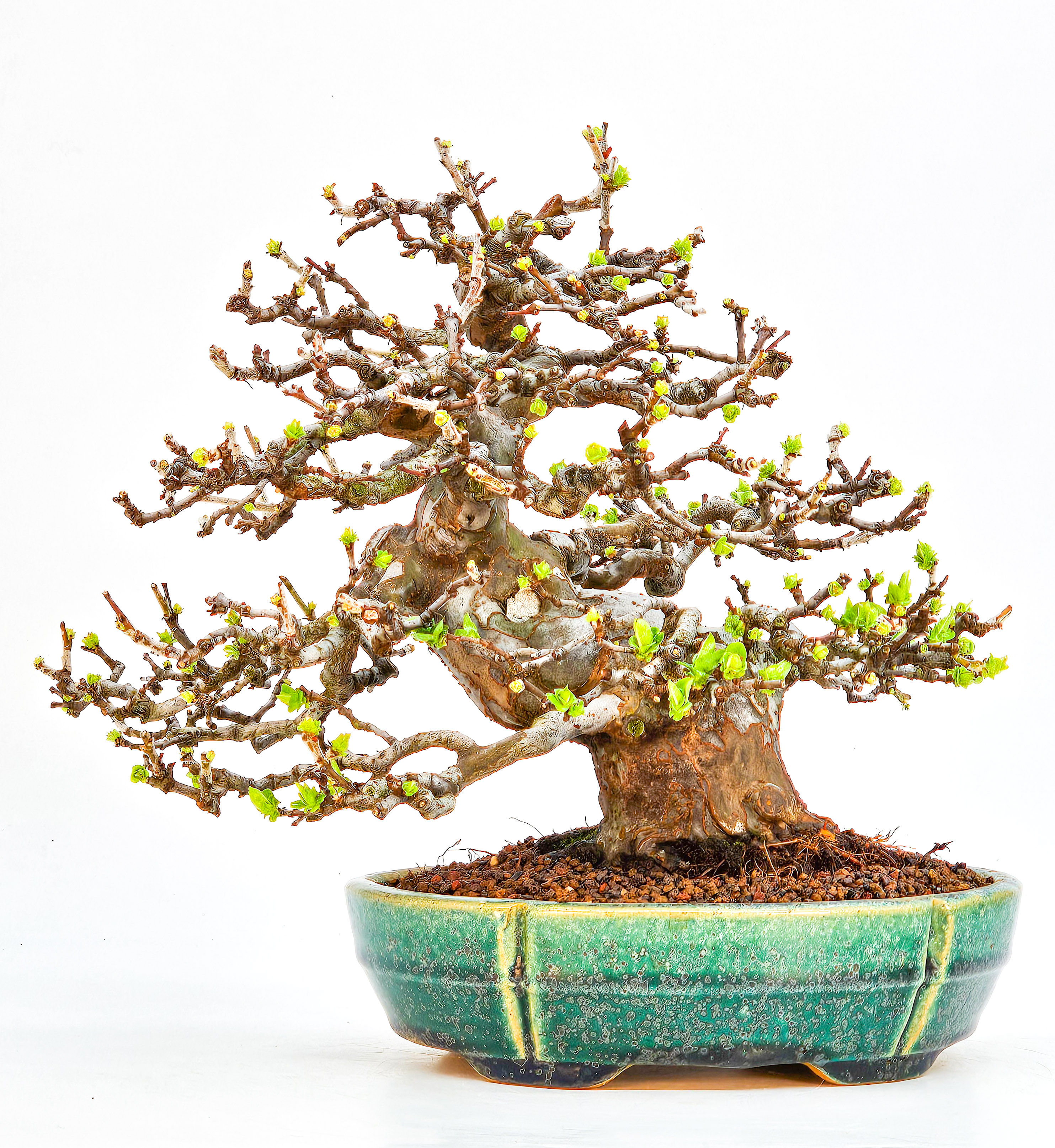 Bonsai Quitte - Pseudocydonia sinensis Shohin 21cm Video