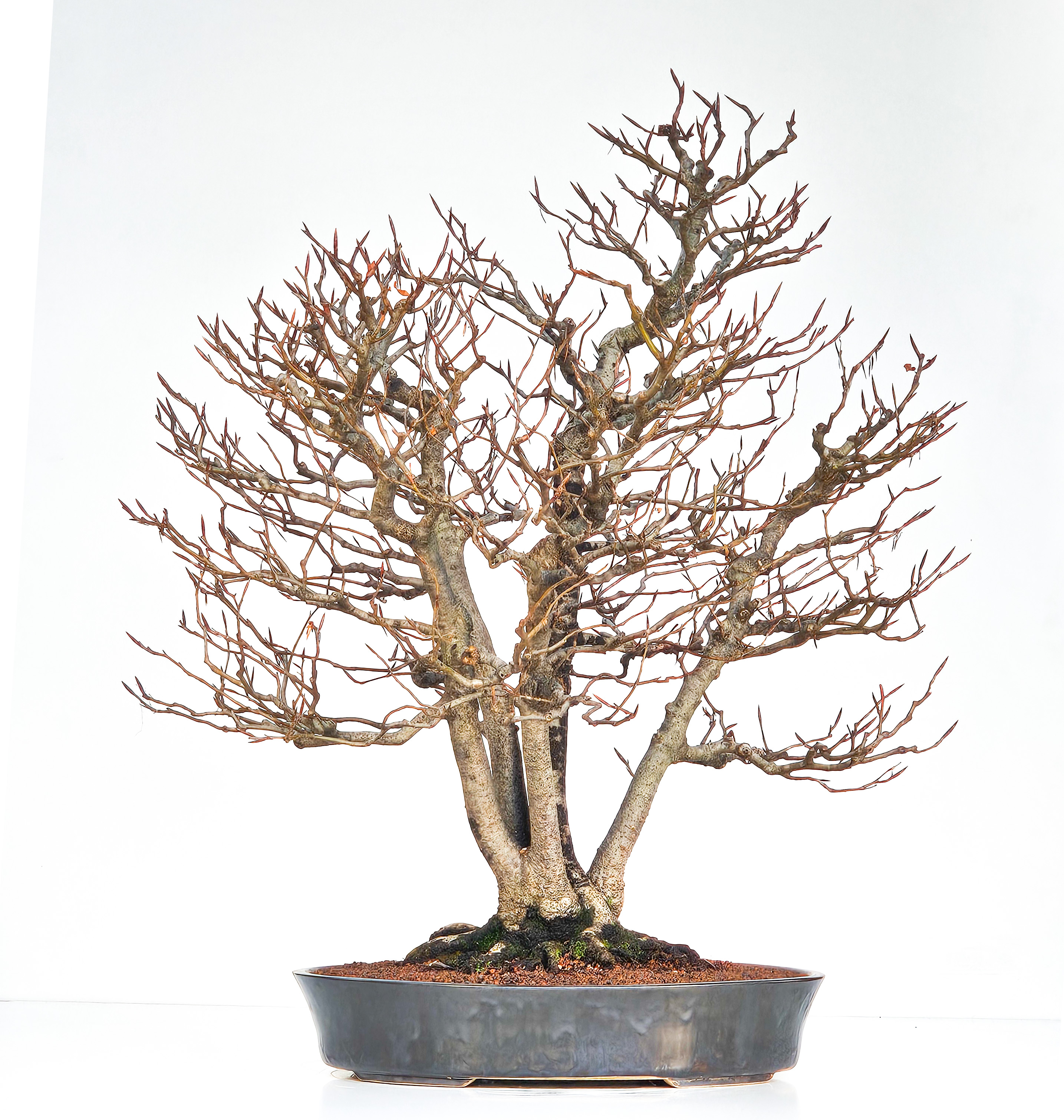 Bonsai Multitrunk Rotbuche - Fagus sylvatica 66cm 