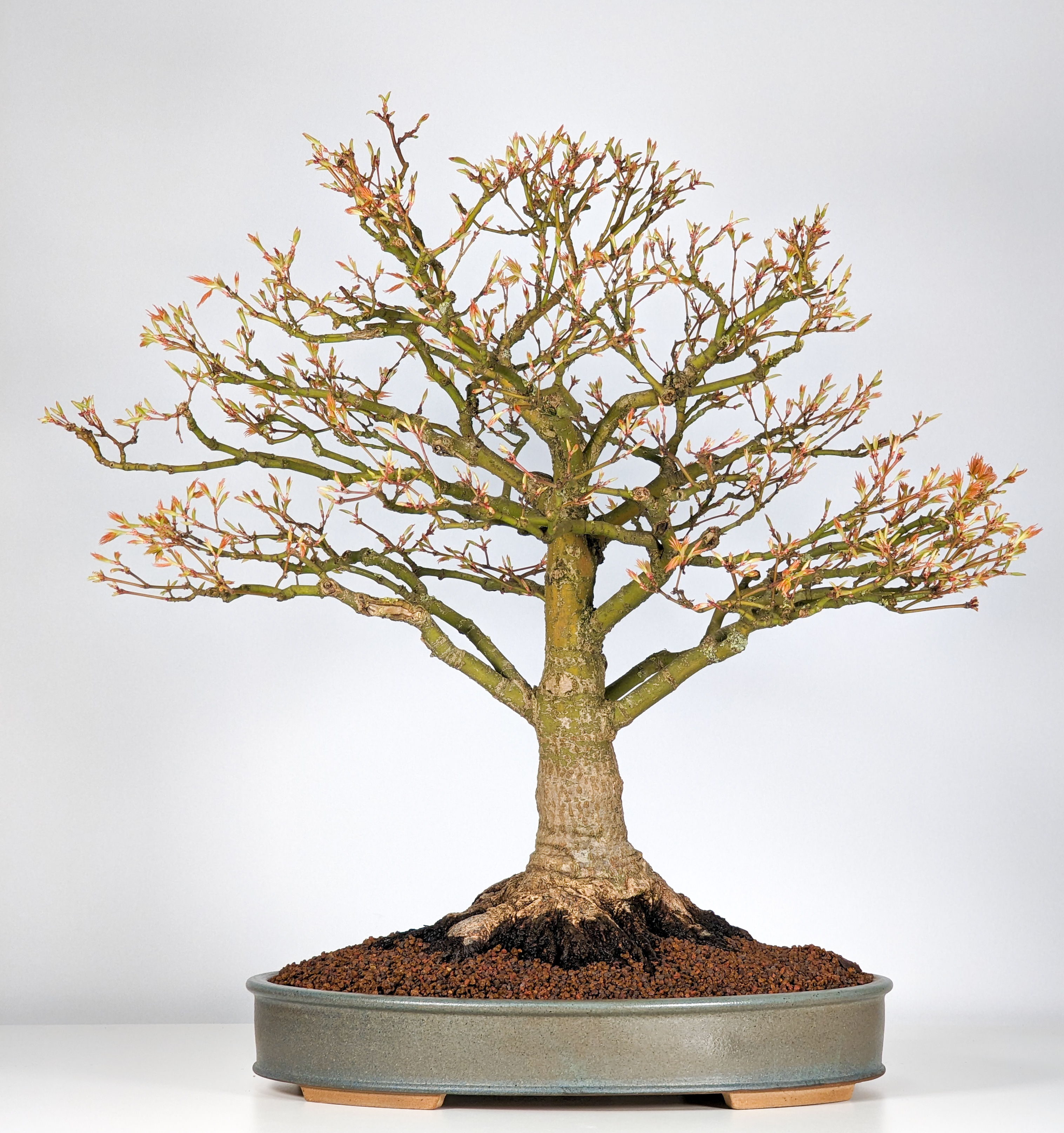 Bonsai Fächerahorn Acer palmatum Kiyohime 47cm