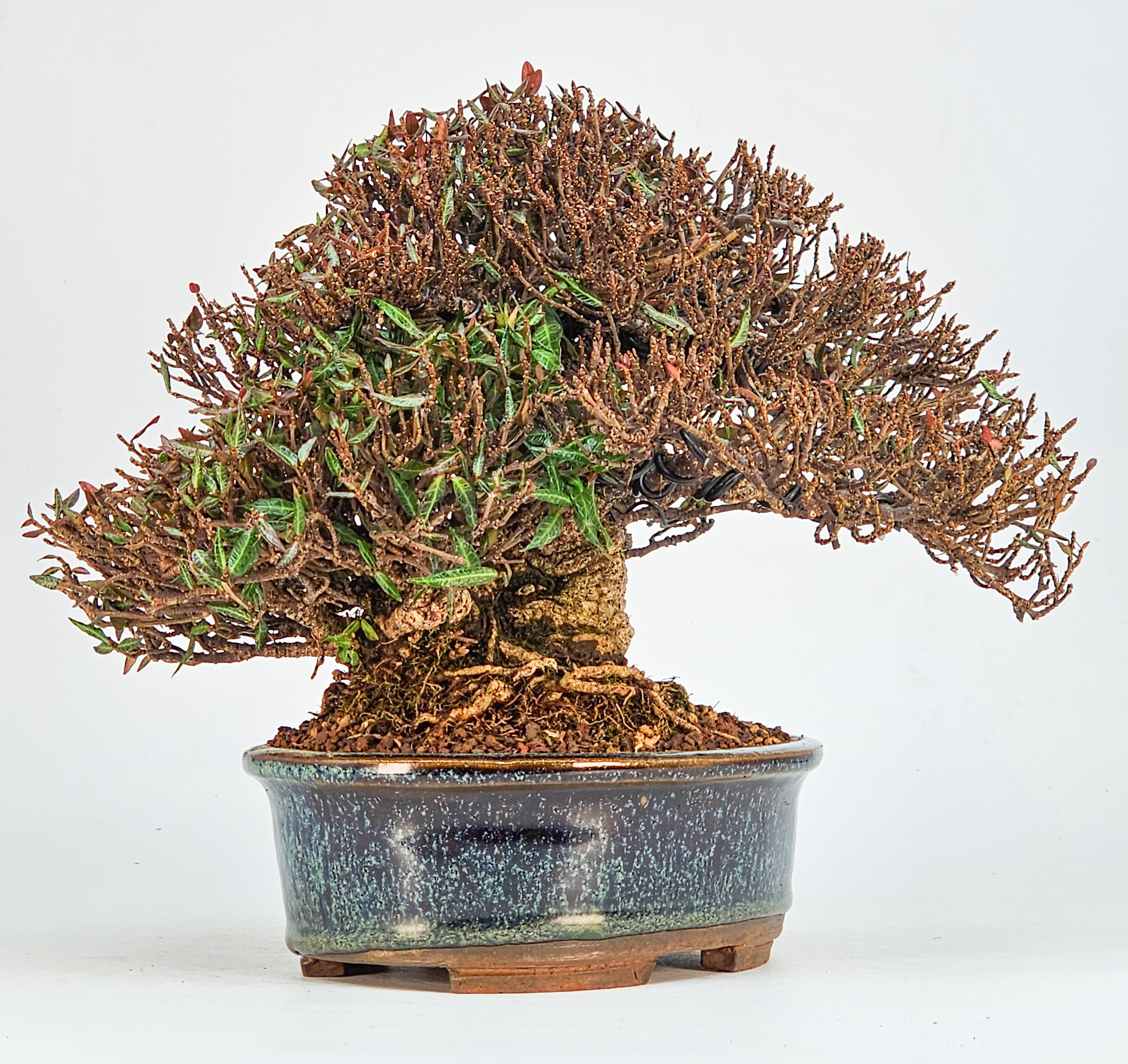 Bonsai Sternjasmin - Trachelospermum asiaticum Shohin 16cm 