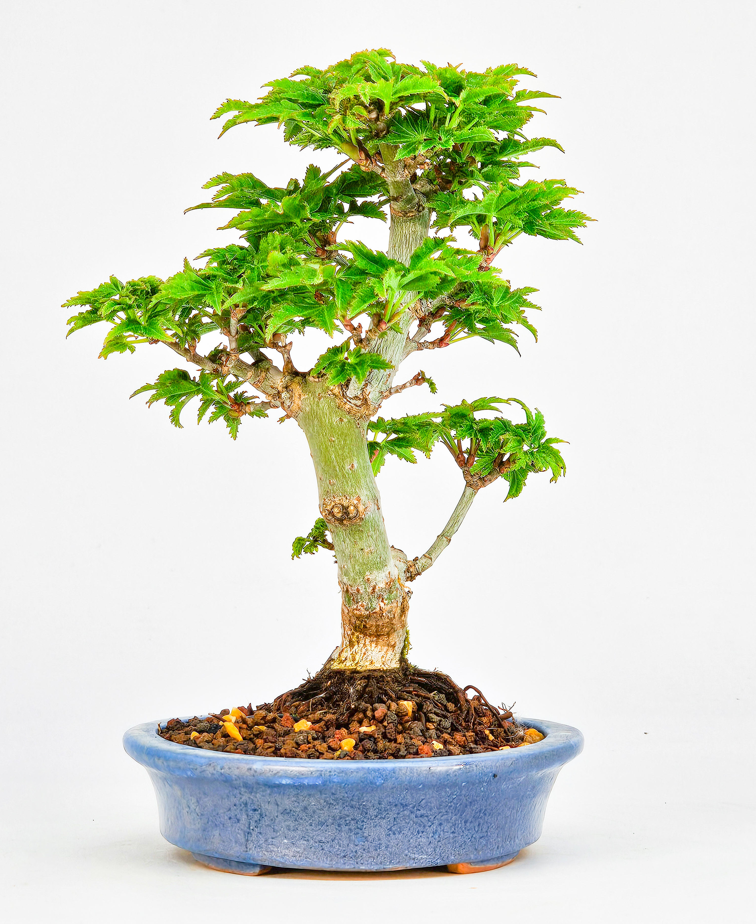 Bonsai Löwenkopfahorn- Acer palmatum Shishigashira Shohin 14cm   