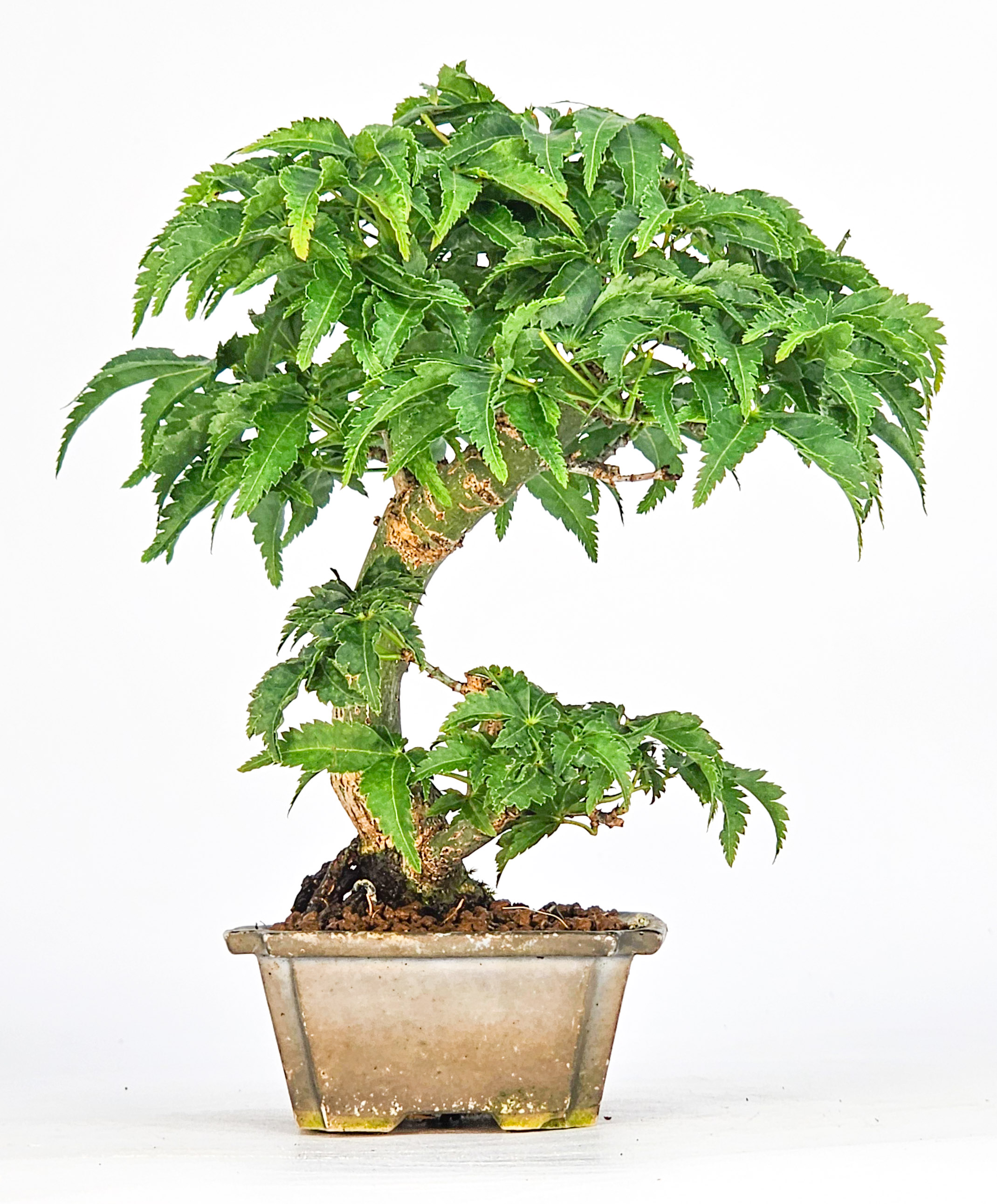 Bonsai Löwenkopfahorn- Acer palmatum Shishigashira Shohin 11cm