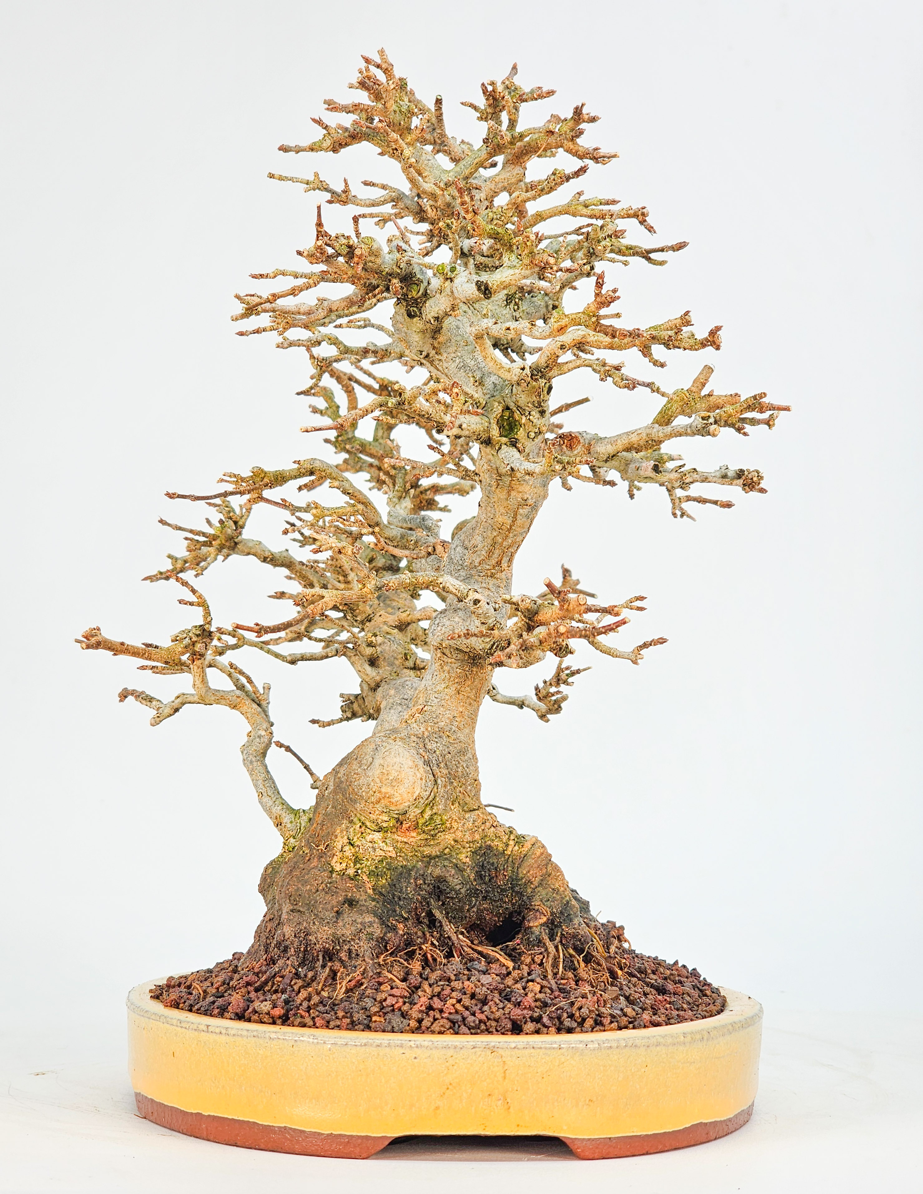Bonsai Dreispitzahorn - Acer buergerianum 23cm Video!!