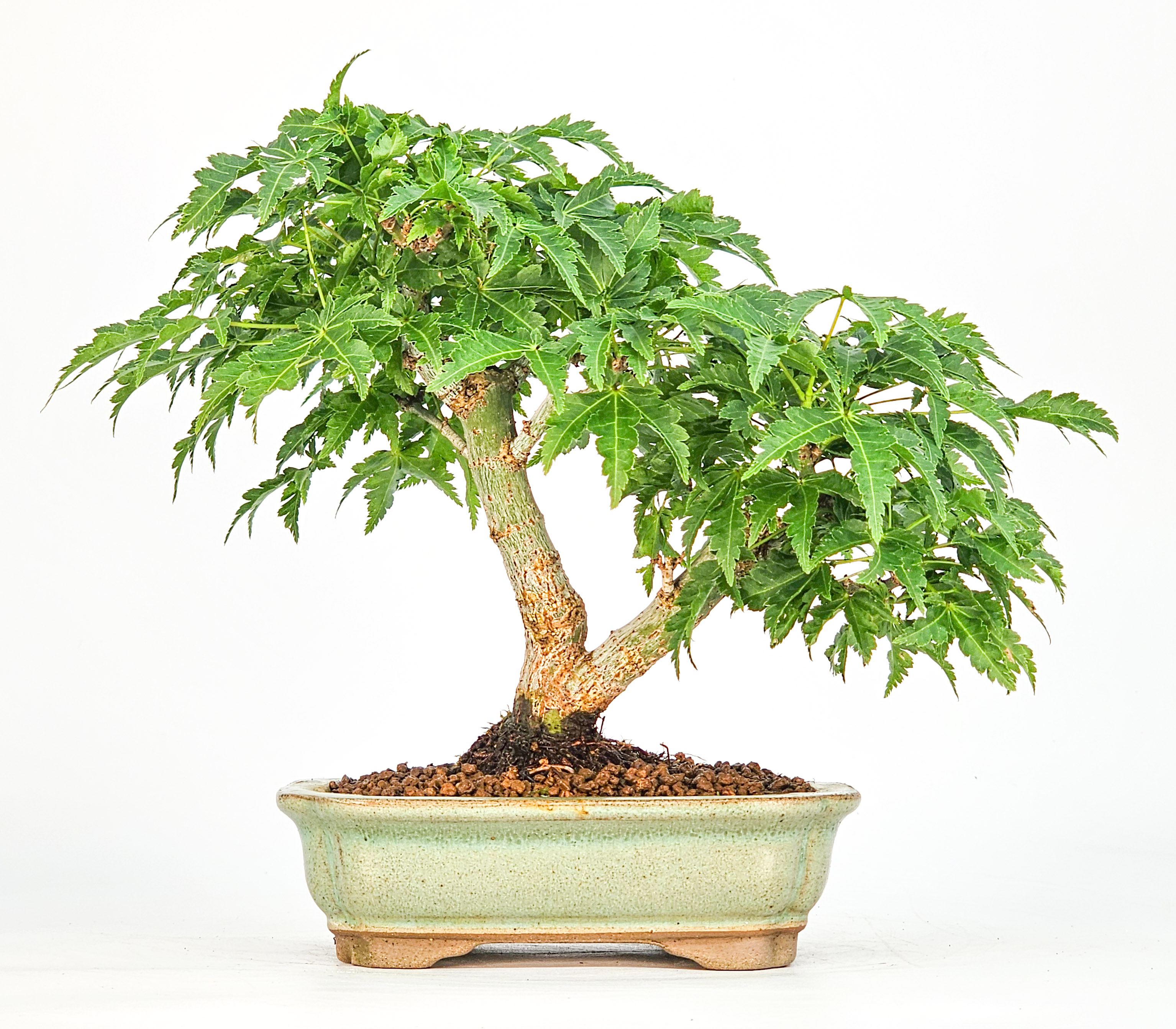 Bonsai Löwenkopfahorn- Acer palmatum Shishigashira Shohin 15cm