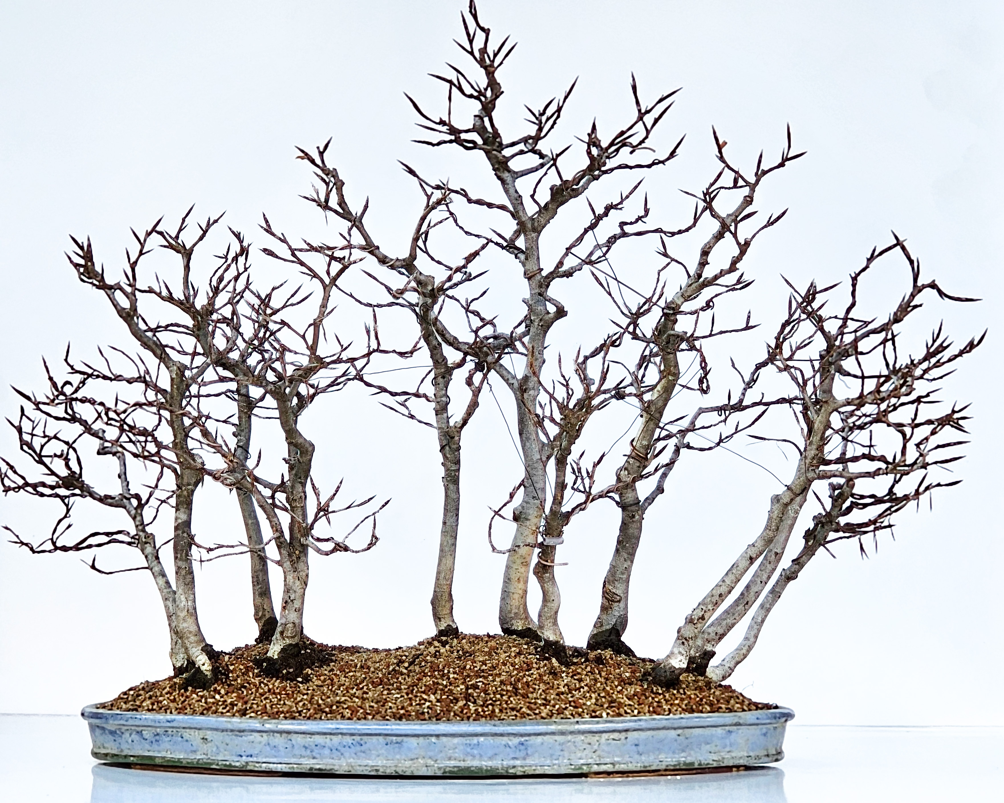 Bonsai Waldpflanzung Rotbuche Fagus sylvatica 50cm 