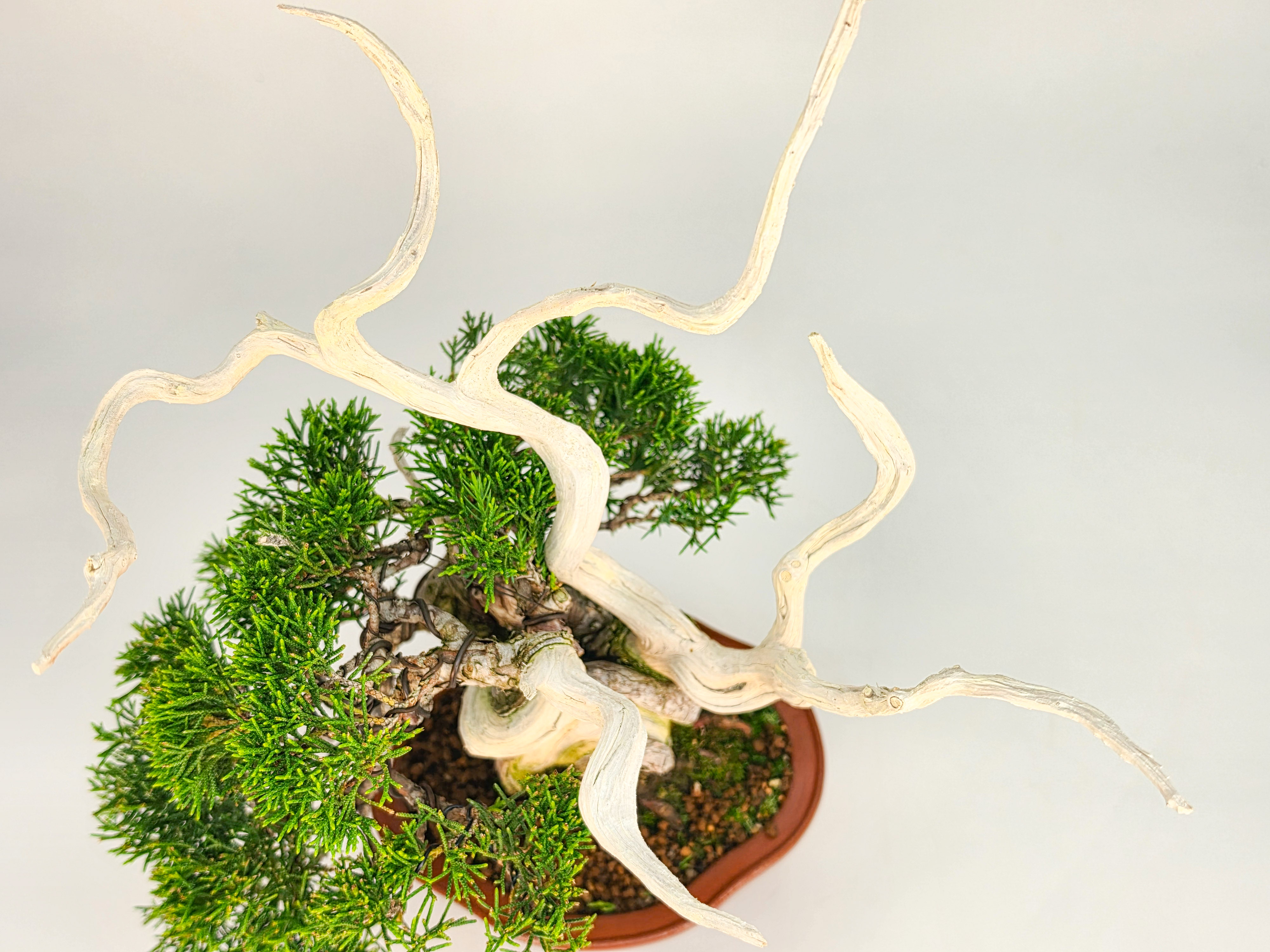 Bonsai Premium Wacholder - Juniperus chinensis 13/30cm Video!!