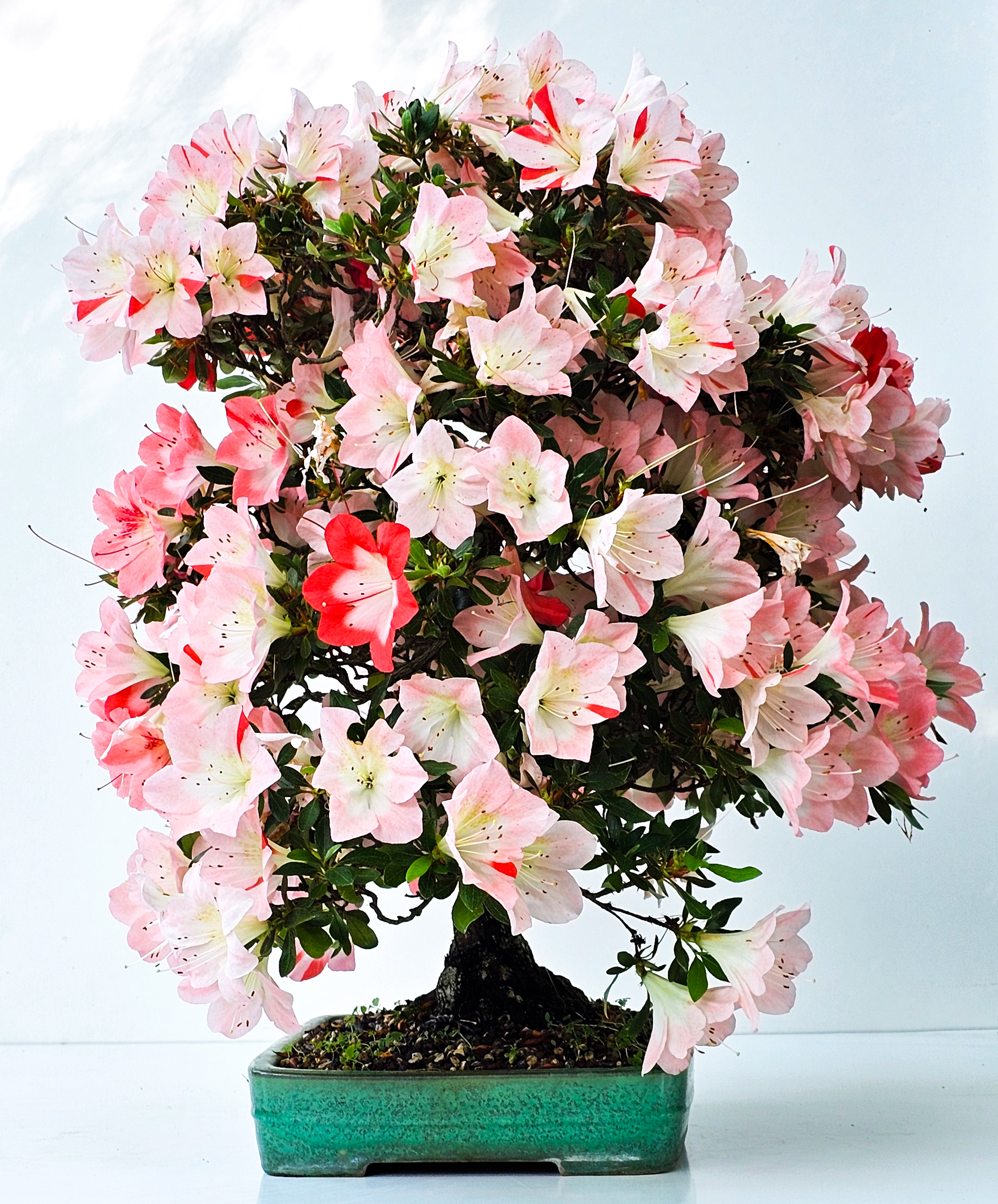 Bonsai Azalee Rhododendron indicum -Shin Koyo- 58cm Bonsai Azalee Rhododendron indicum -Shin Koyo- 58cm