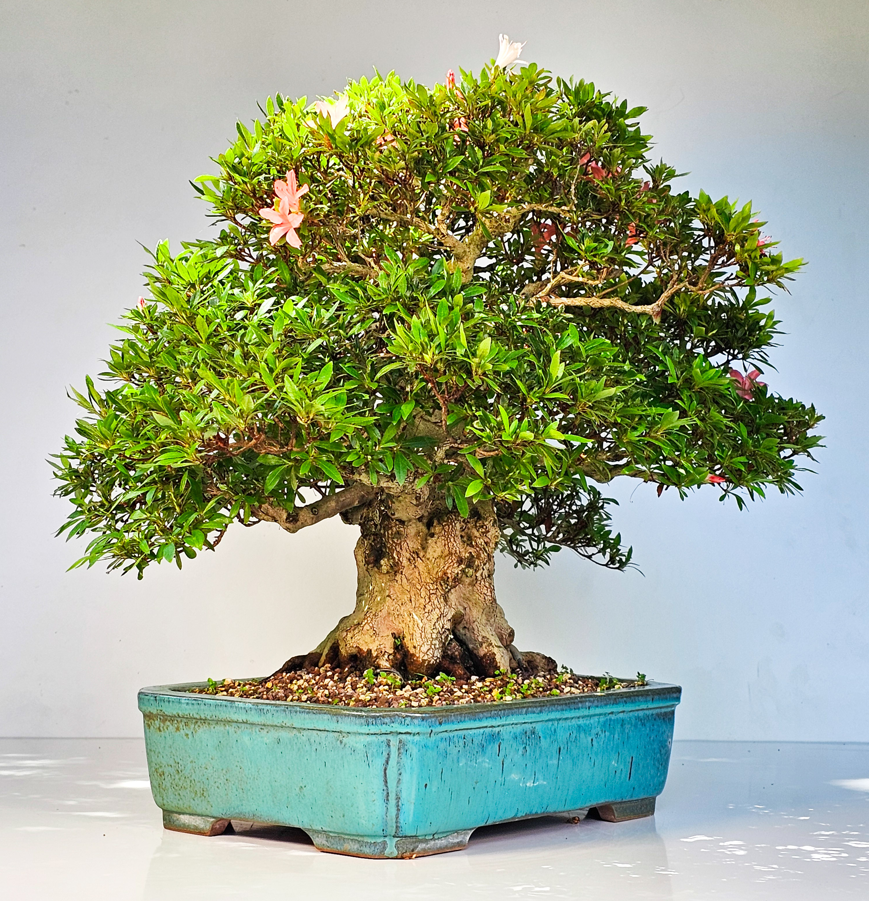 Bonsai Azalee Rhododendron indicum -Nissho no Hakari- 48cm Bonsai Azalee Rhododendron indicum -Nissho no Hakari- 48cm