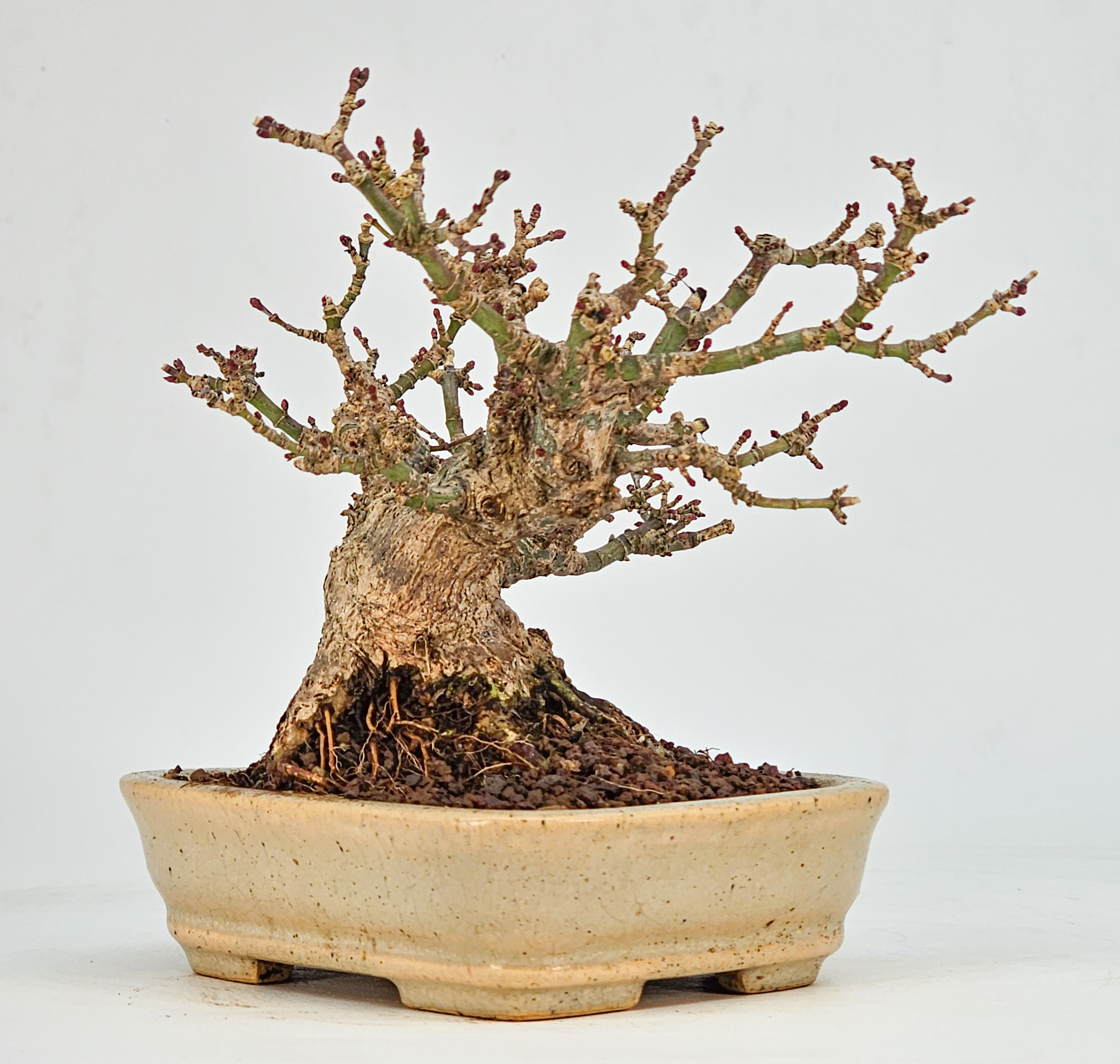Bonsai Fächerahorn - Acer Palmatum Kotohime Shohin 10cm 