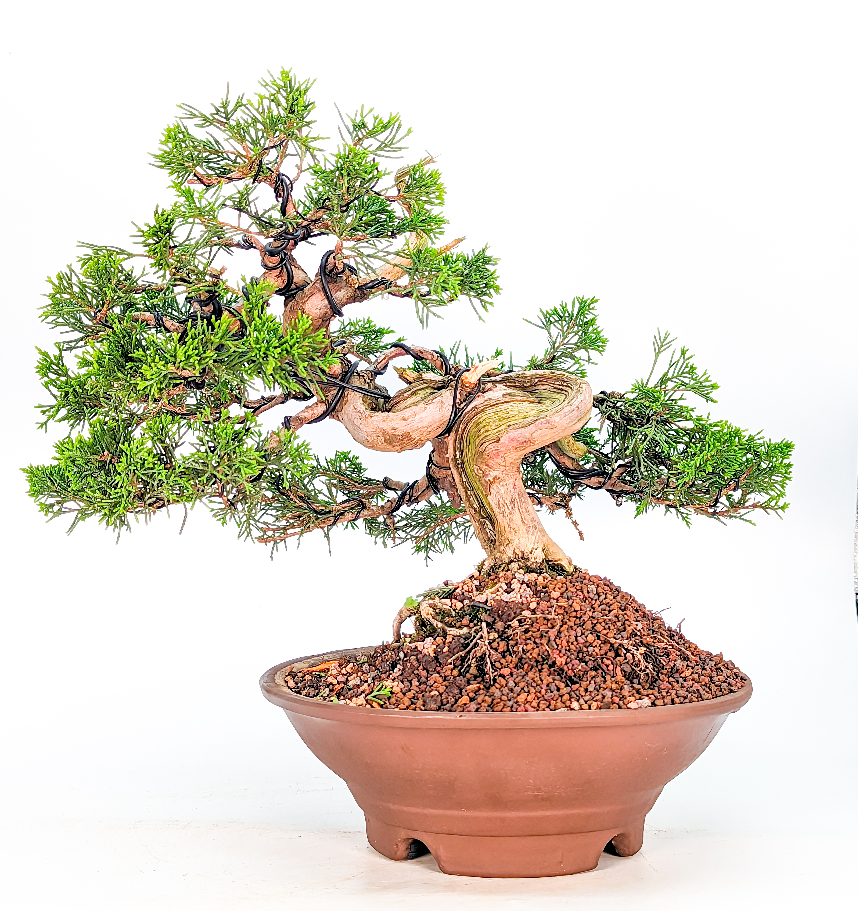 Bonsai Wacholder Juniperus chinensis 28cm