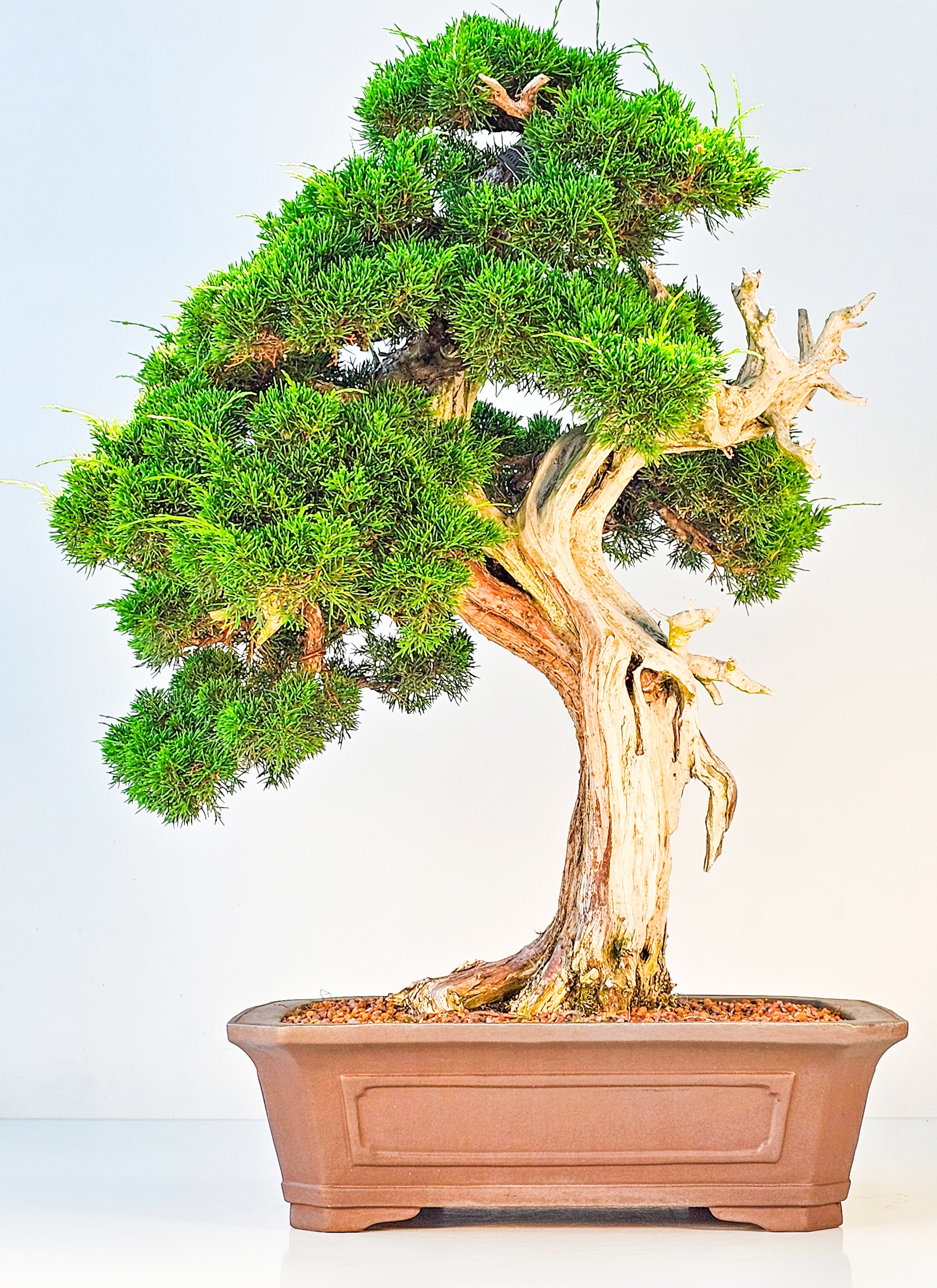 Bonsai Wacholder Juniperus chinensis shimpaku 66 cm 