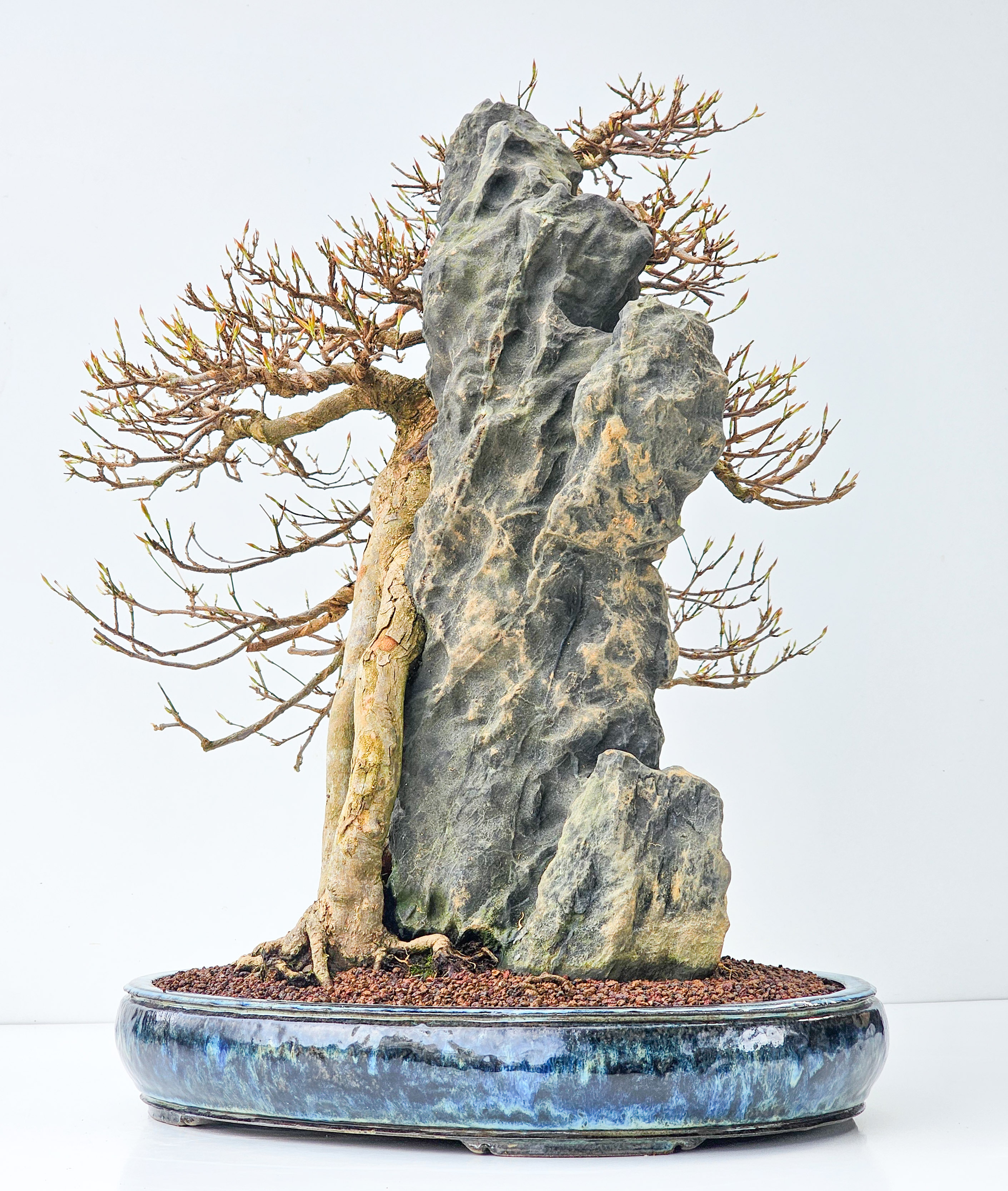 drainage bonsai Bonsai Pot with Drainage & Tray Mustard / 8 Inch + Drip Tray main image 1