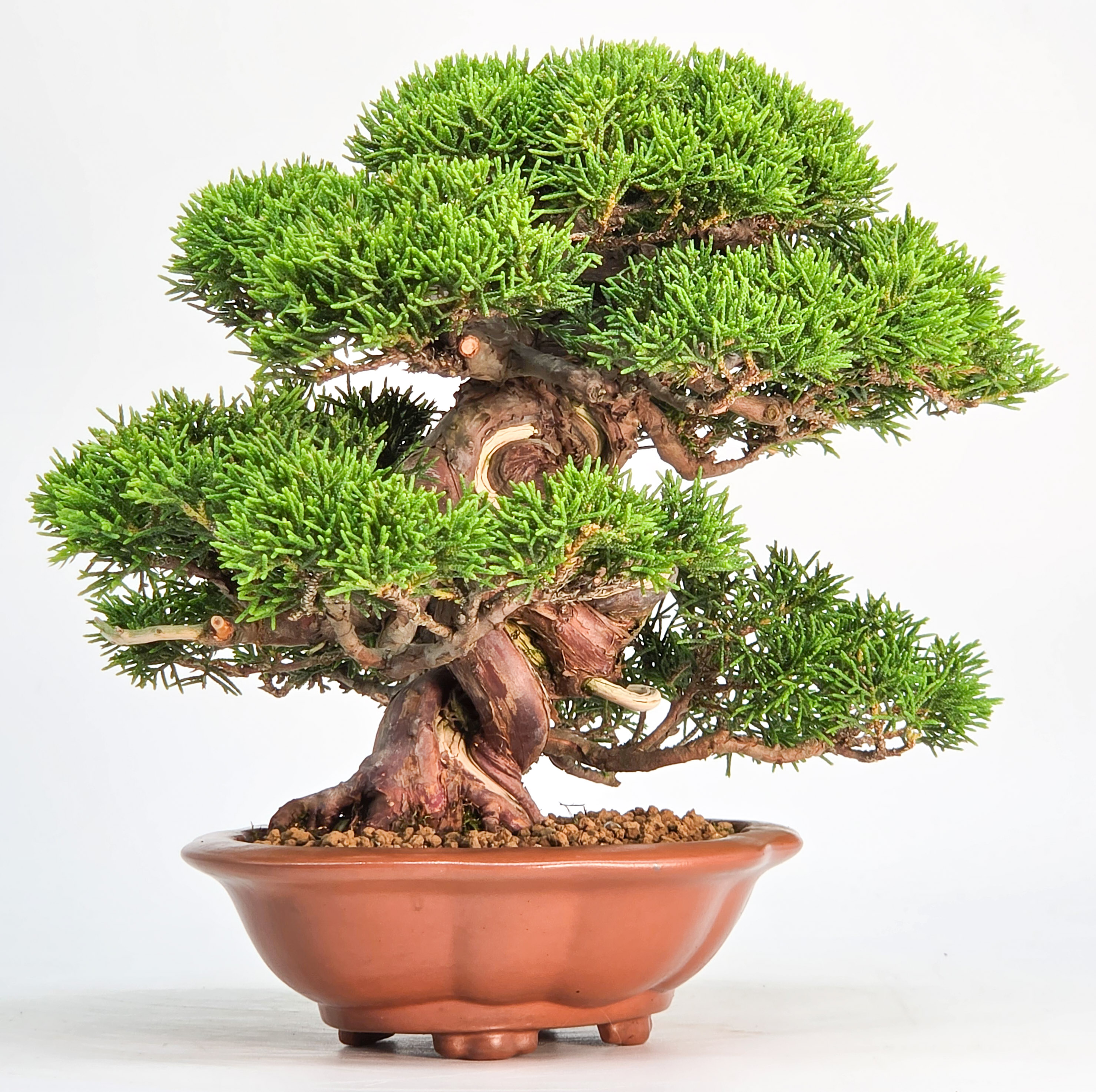 Bonsai Premium Wacholder - Juniperus chinensis Shohin 17cm