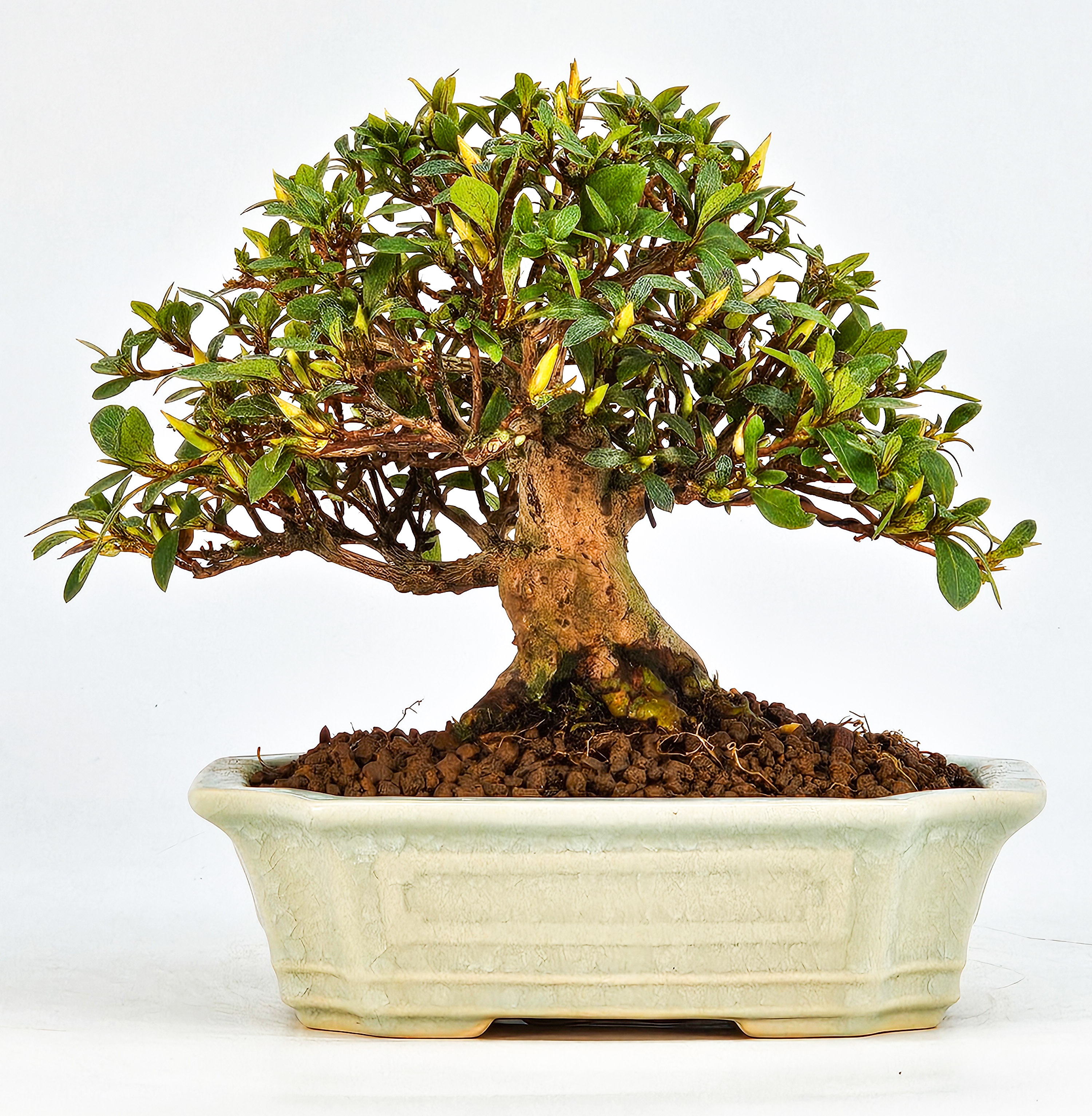 Bonsai Azalee Rhododendron indicum - Satino kirameki - Shohin 13cm
