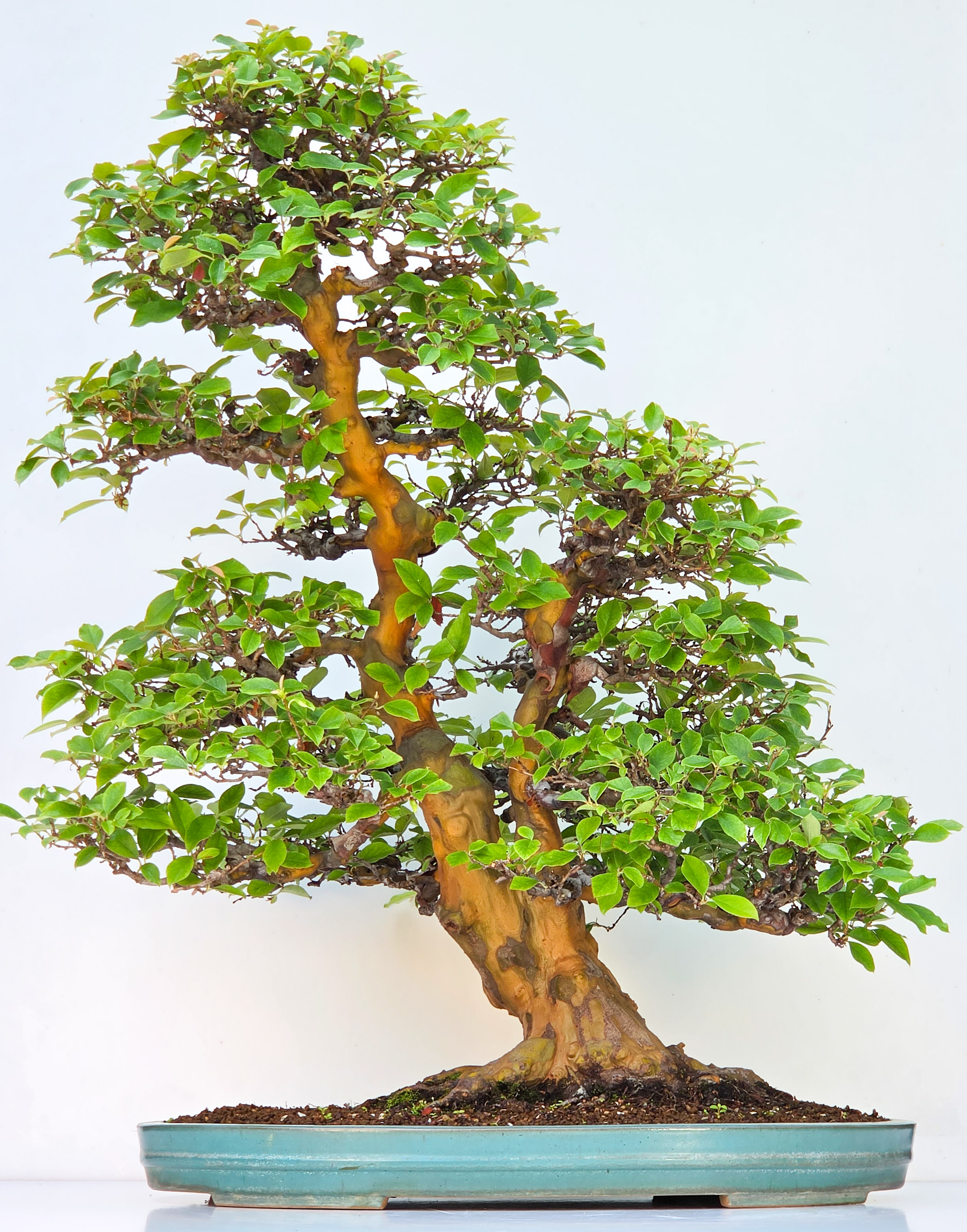 Bonsai Quitte - Pseudocydonia sinensis 85cm Video!!