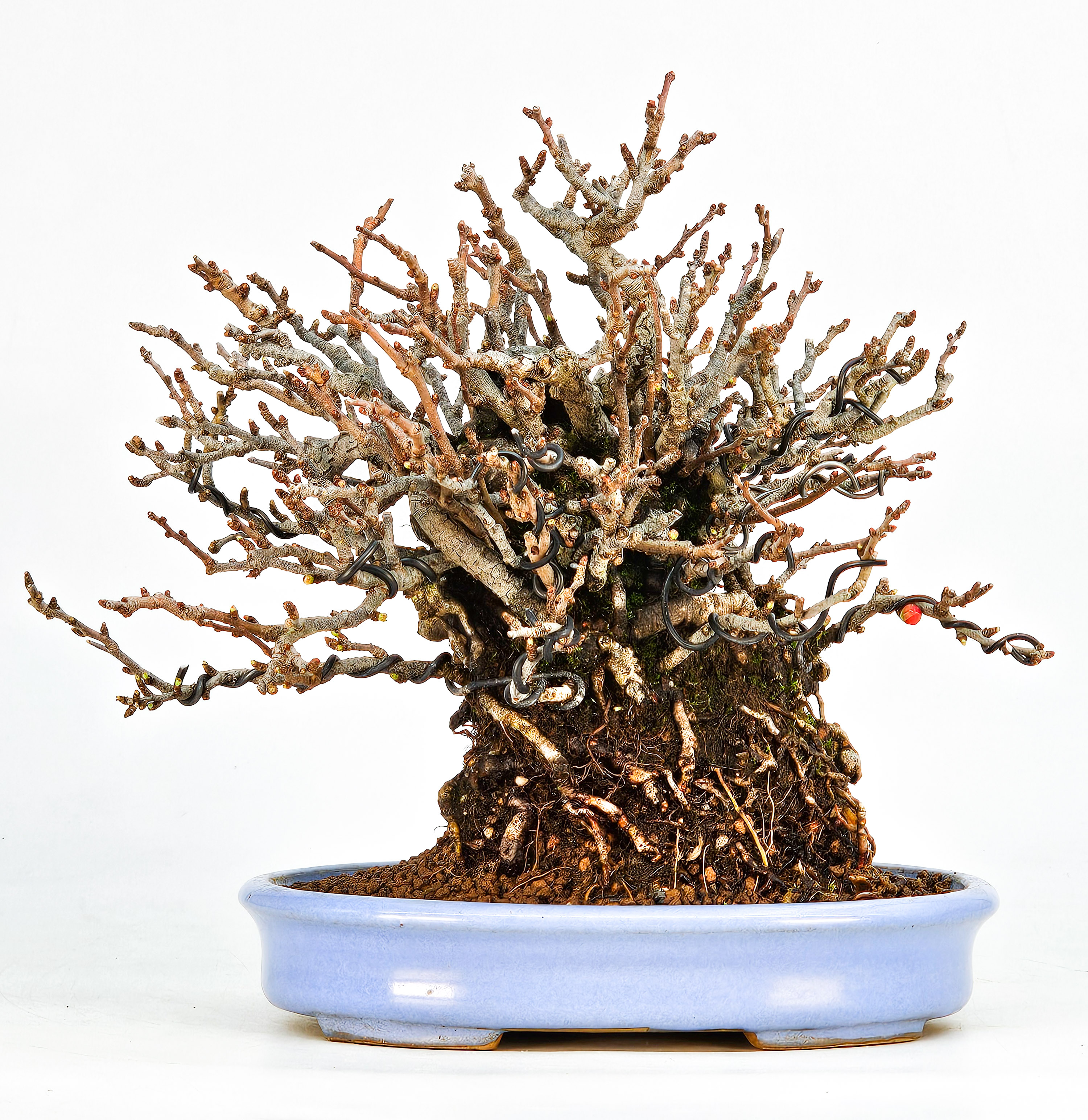Bonsai Zierquitte - Chaenomeles - Chojubai Shohin 16cm