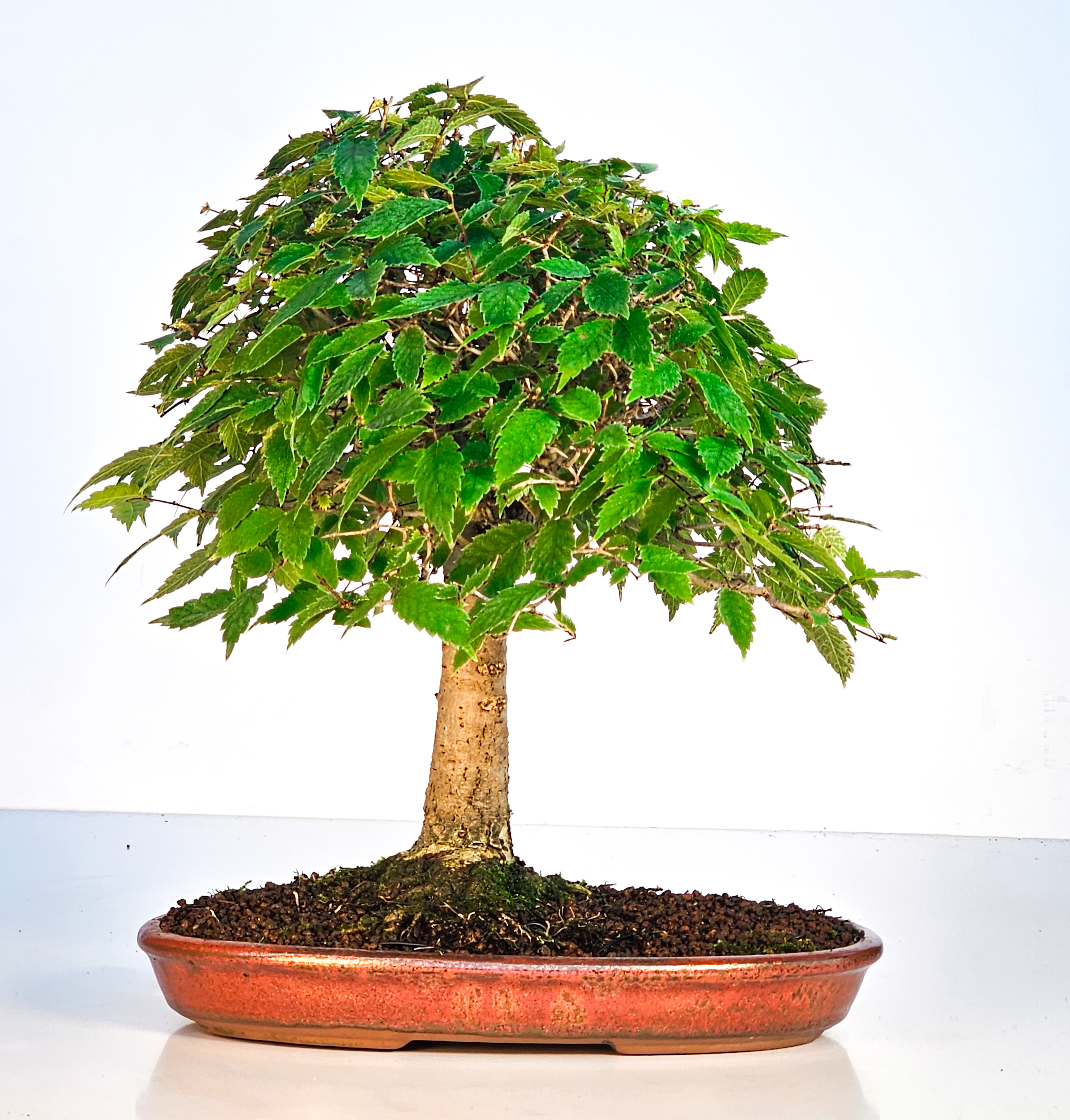 Bonsai Zelkova serrata 26cm - Video! Bonsai Zelkova serrata 26cm - Video!