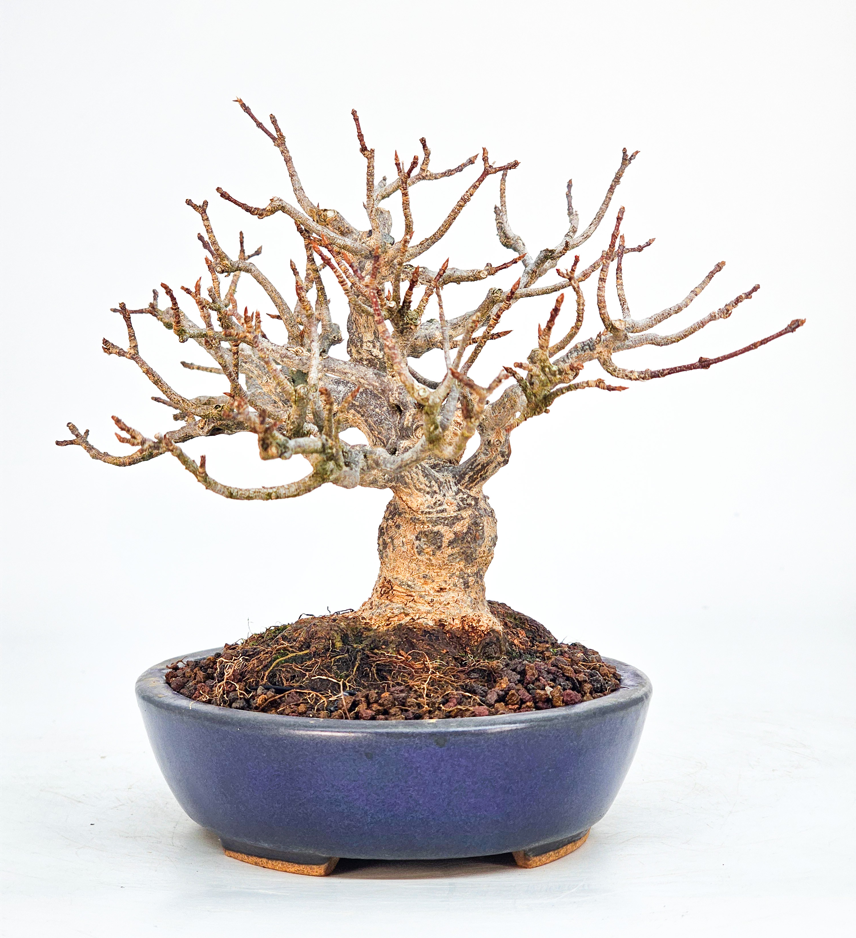 Bonsai Dreispitzahorn - Acer buergerianum Shohin 13cm 