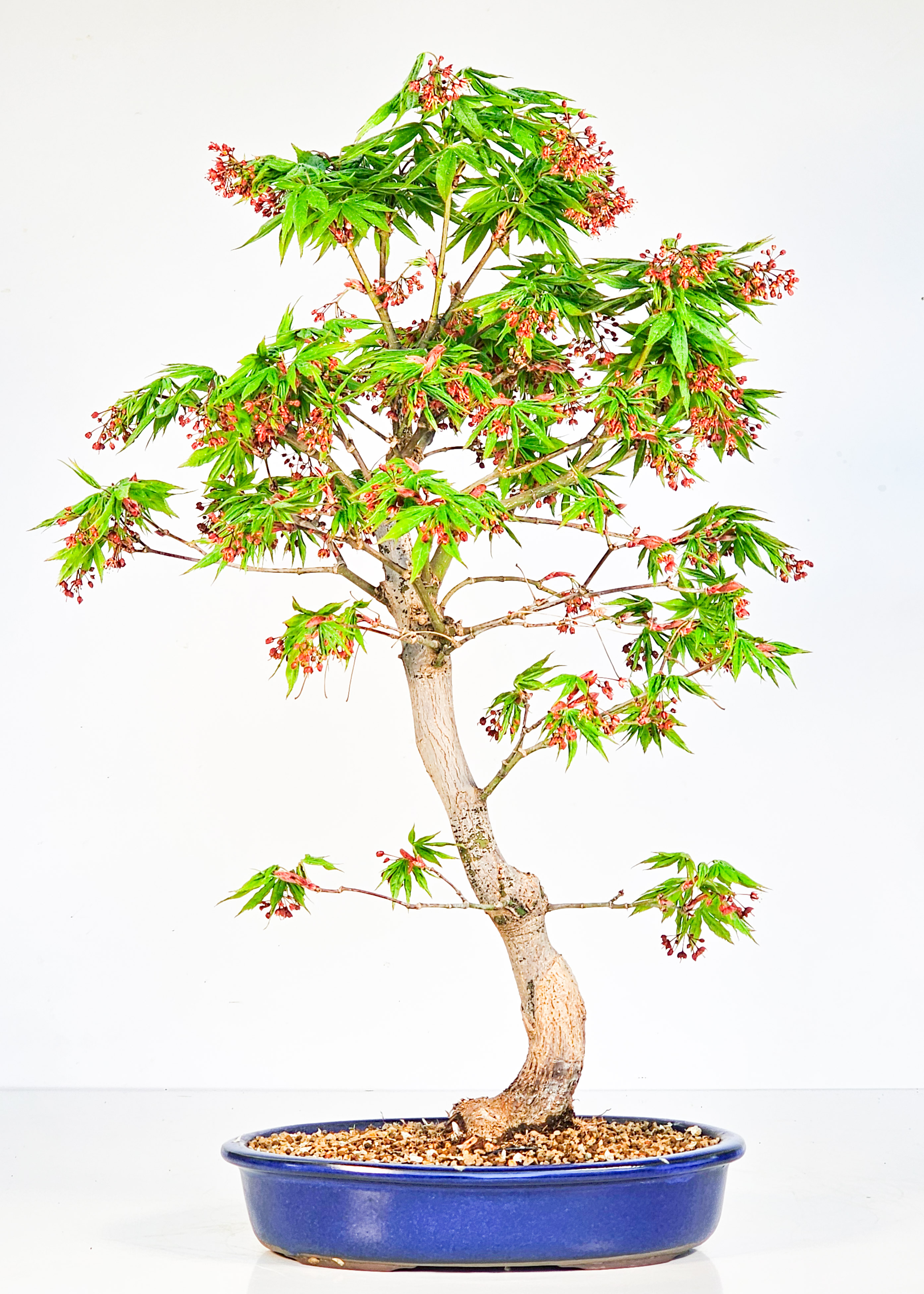Bonsai Fächerahorn - Acer palmatum Osakazuki 48cm 