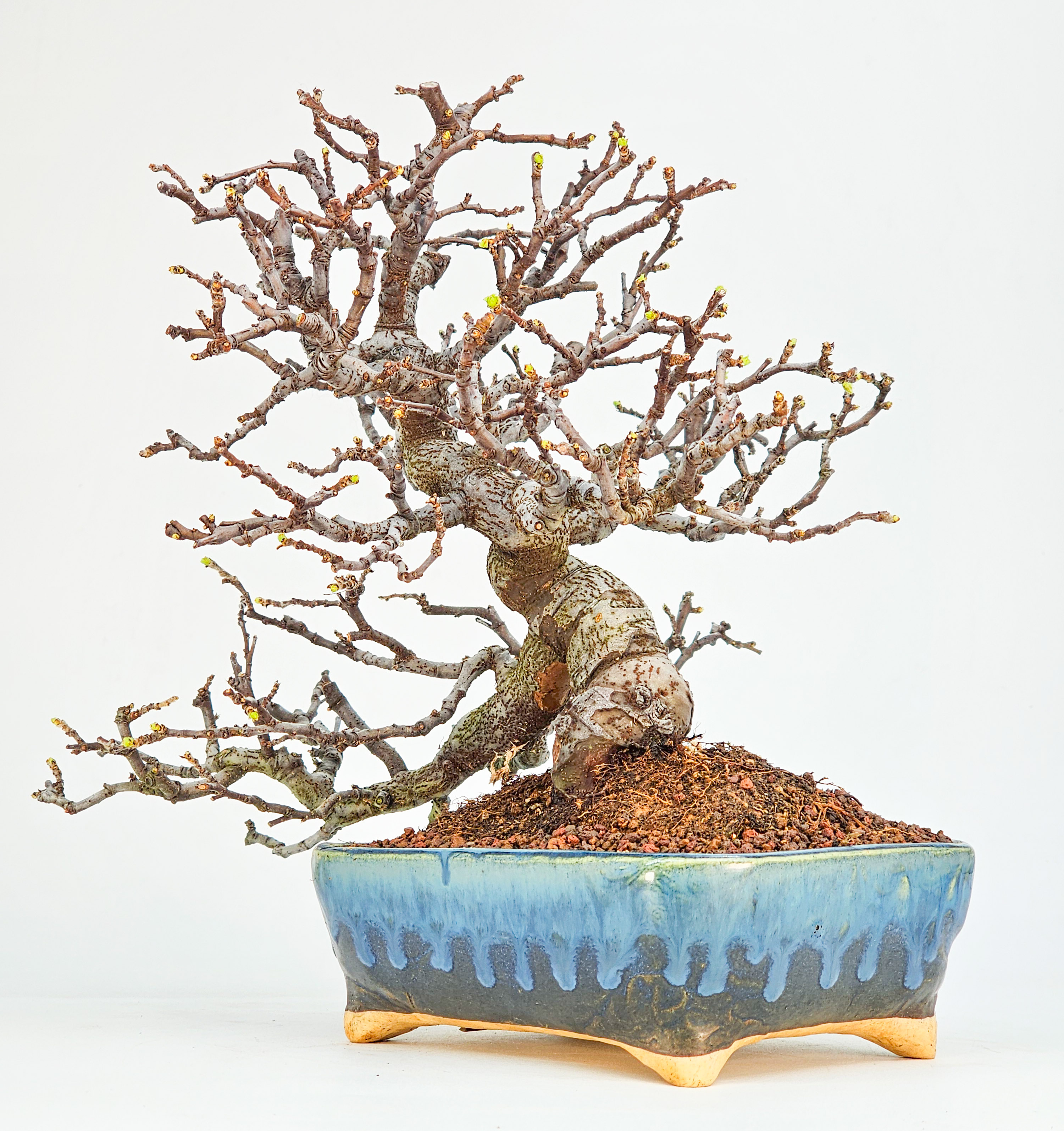 Bonsai Quitte - Pseudocydonia sinensis Shohin 21cm