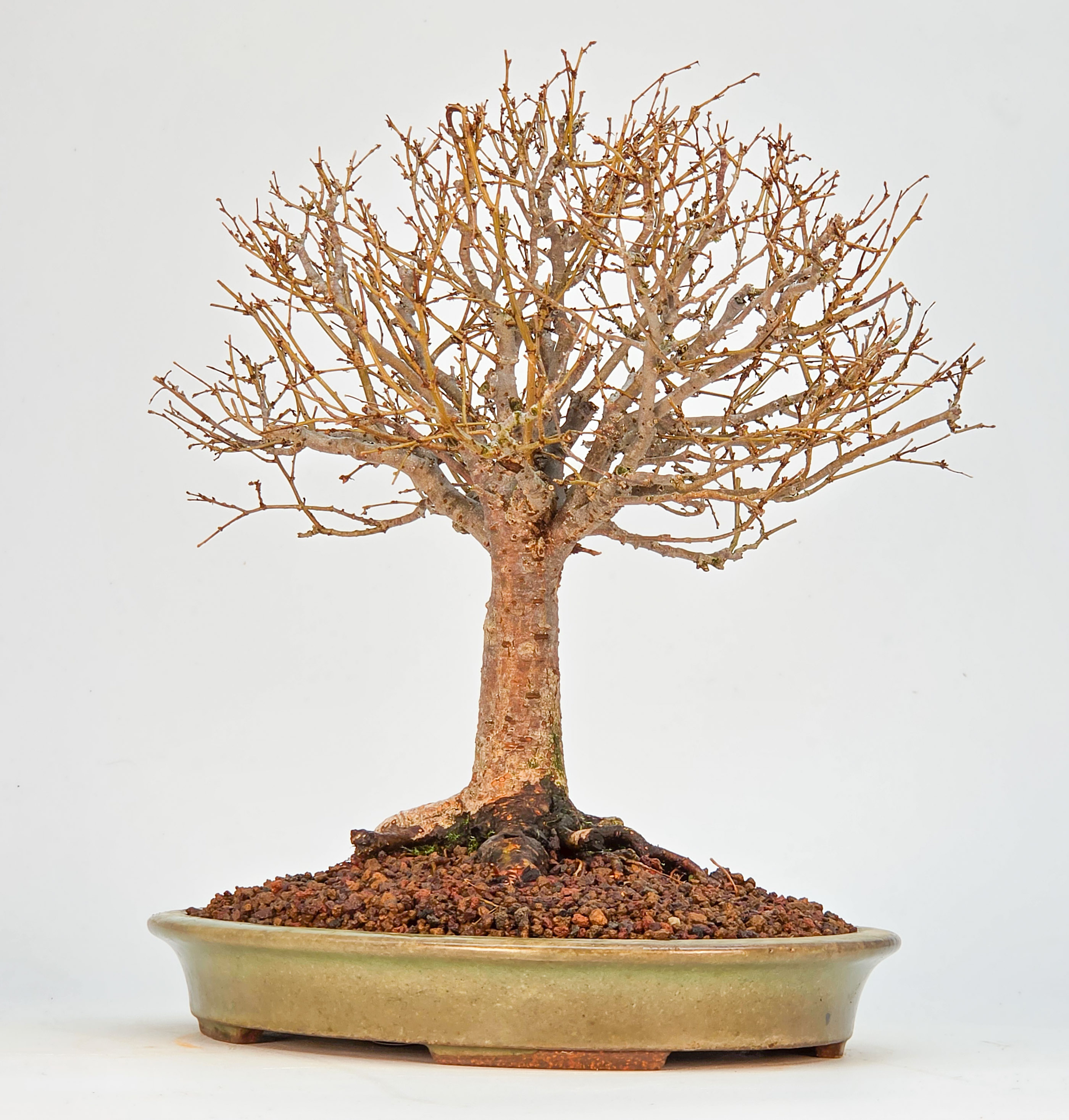 Bonsai Zelkova serrata Shohin 21cm Video!!