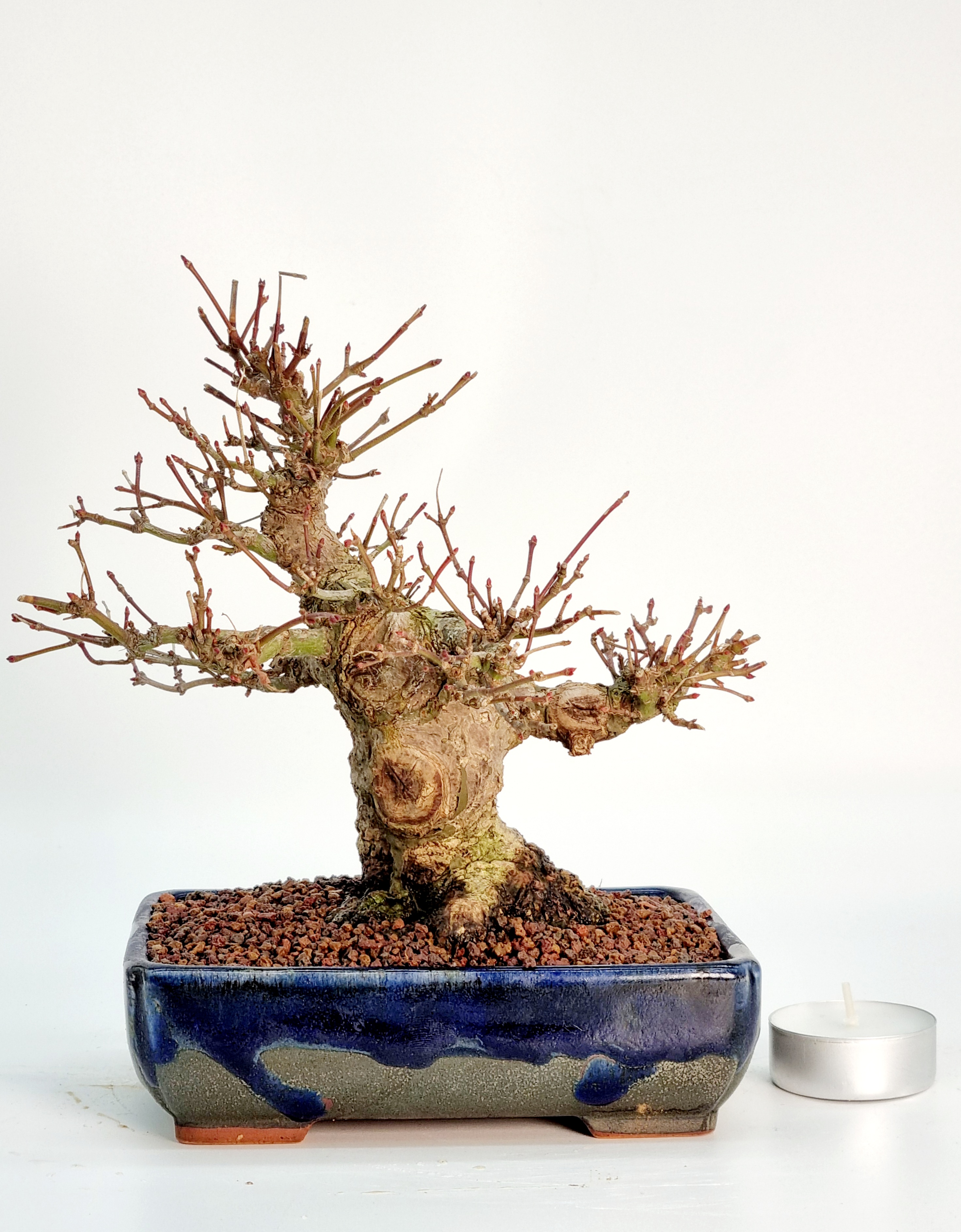 Bonsai Fächerahorn Acer Palmatum Yamamomiji Shohin 16cm Bonsai Fächerahorn Acer Palmatum Yamamomiji Shohin 16cm