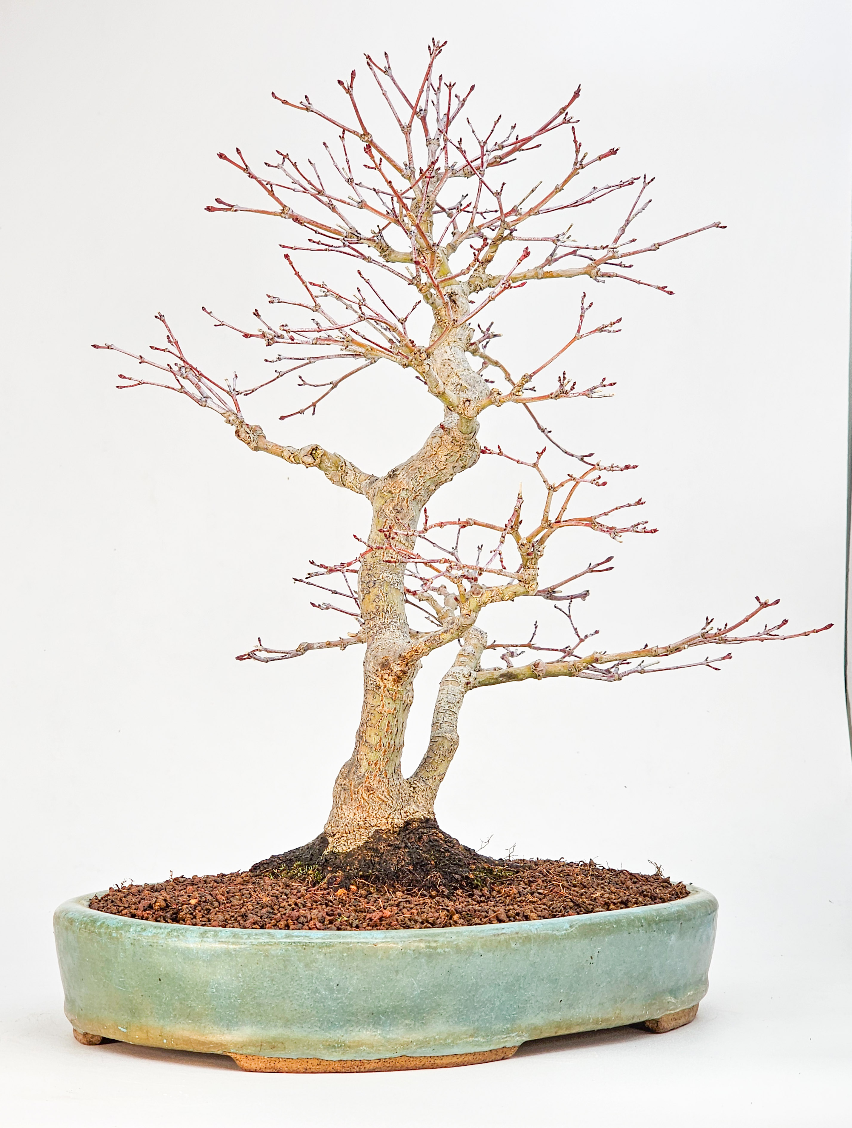 Bonsai Premium Fächerahorn - Acer palmatum beni chidori 36cm