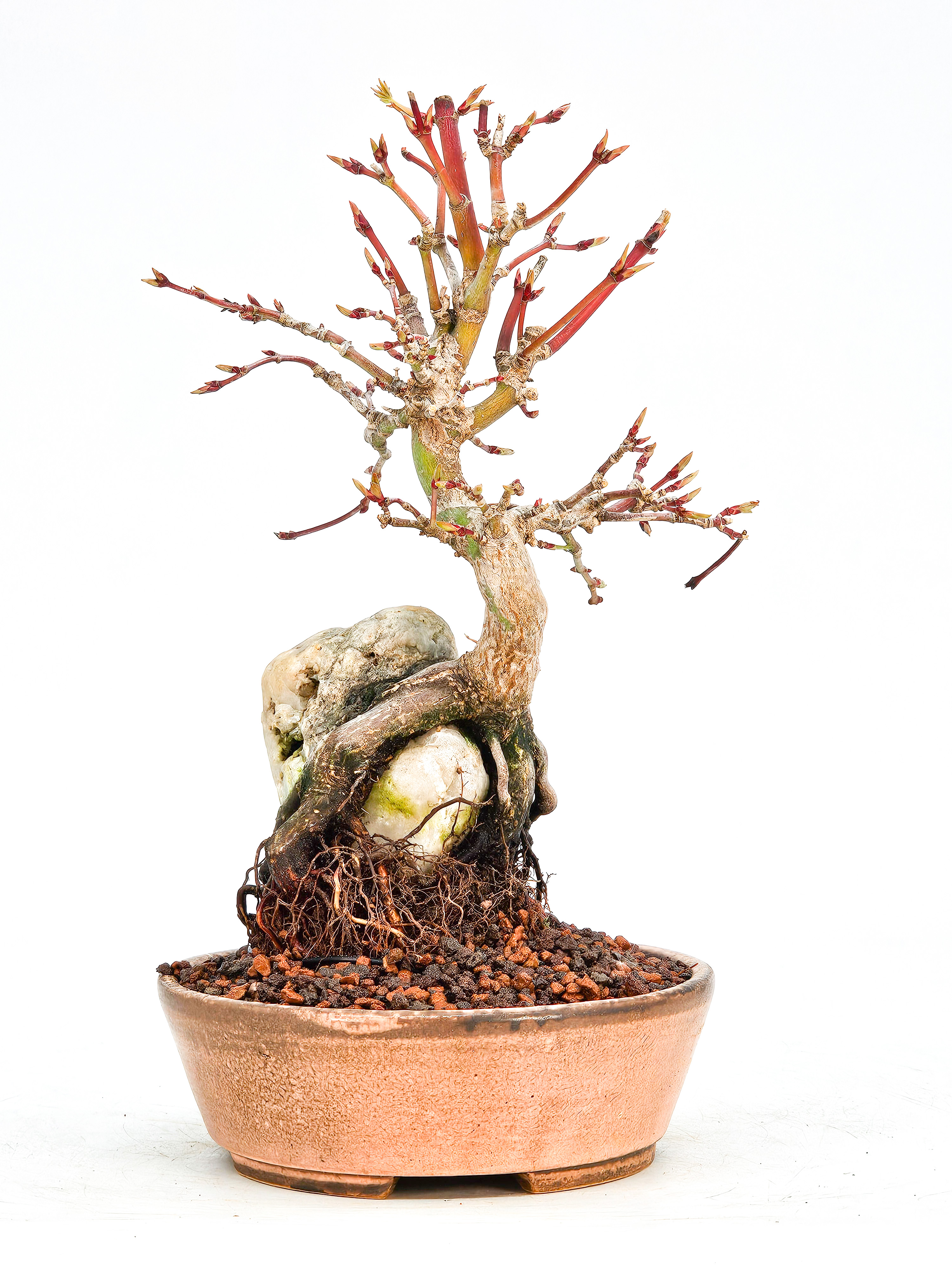 Bonsai Fächerahorn Acer Palmatum Shohin 17cm  