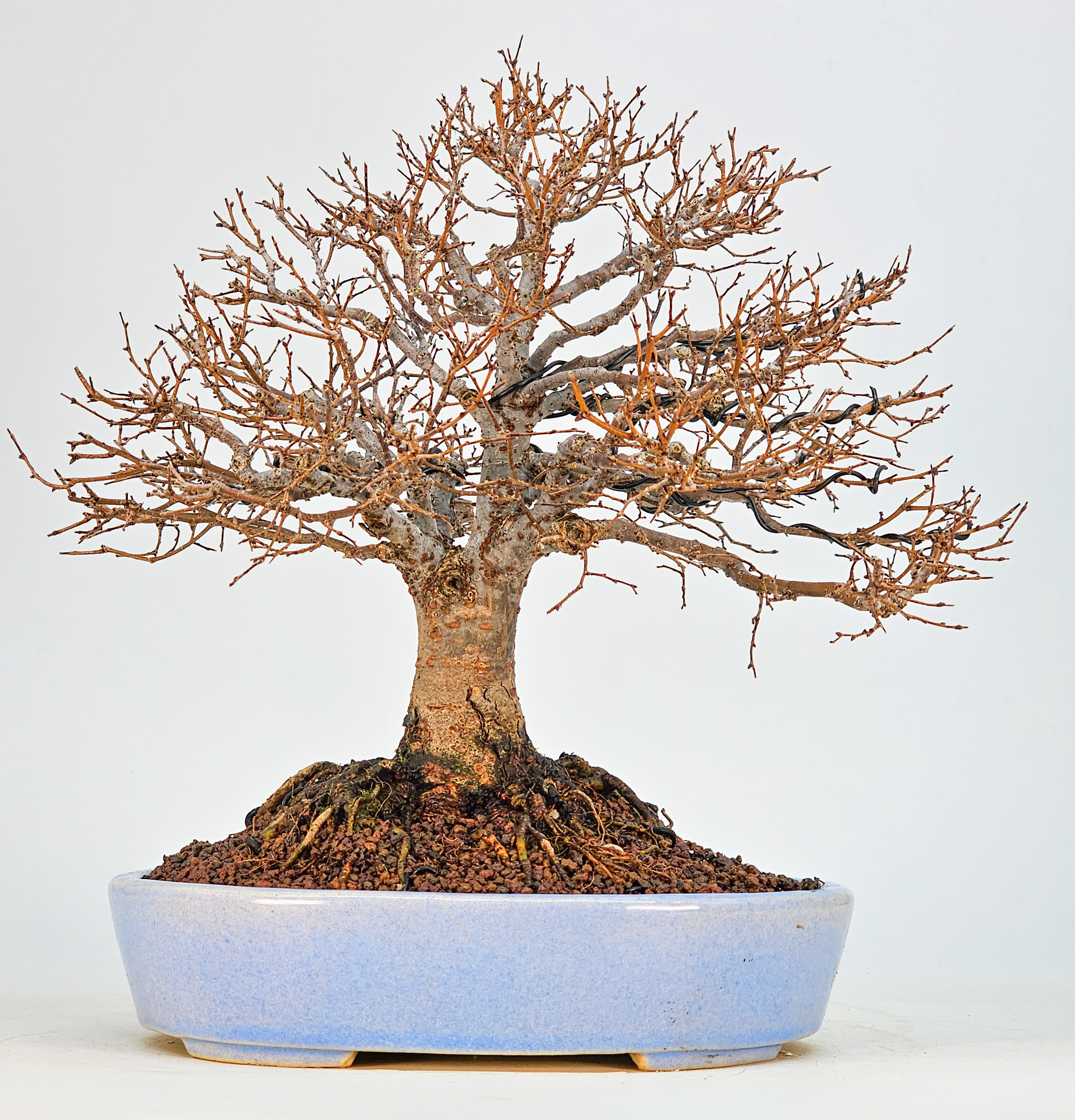 Bonsai Premium Zelkova serrata Shohin 21cm