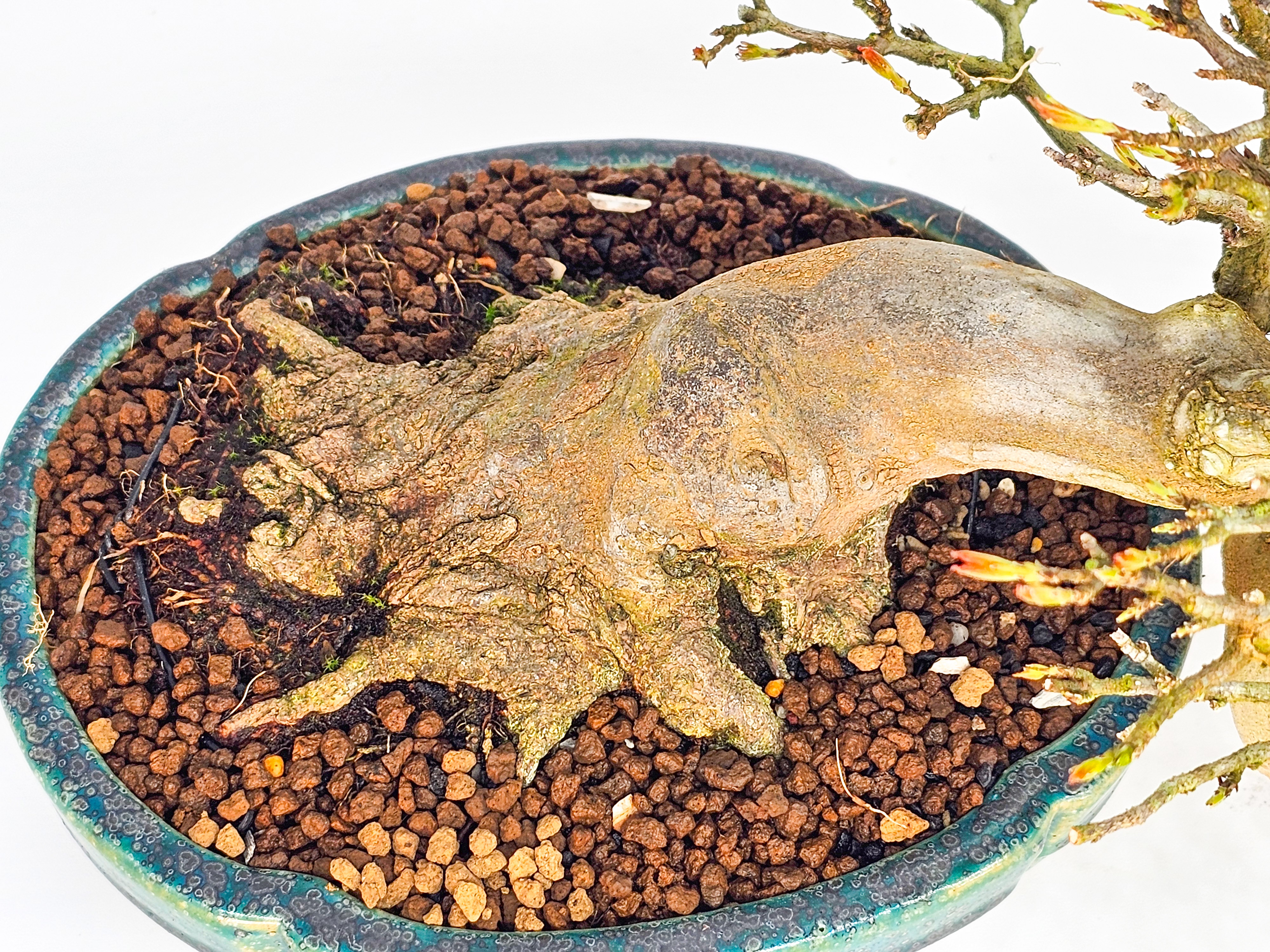 Bonsai Dreispitzahorn - Acer buergerianum 14cm Video!!
