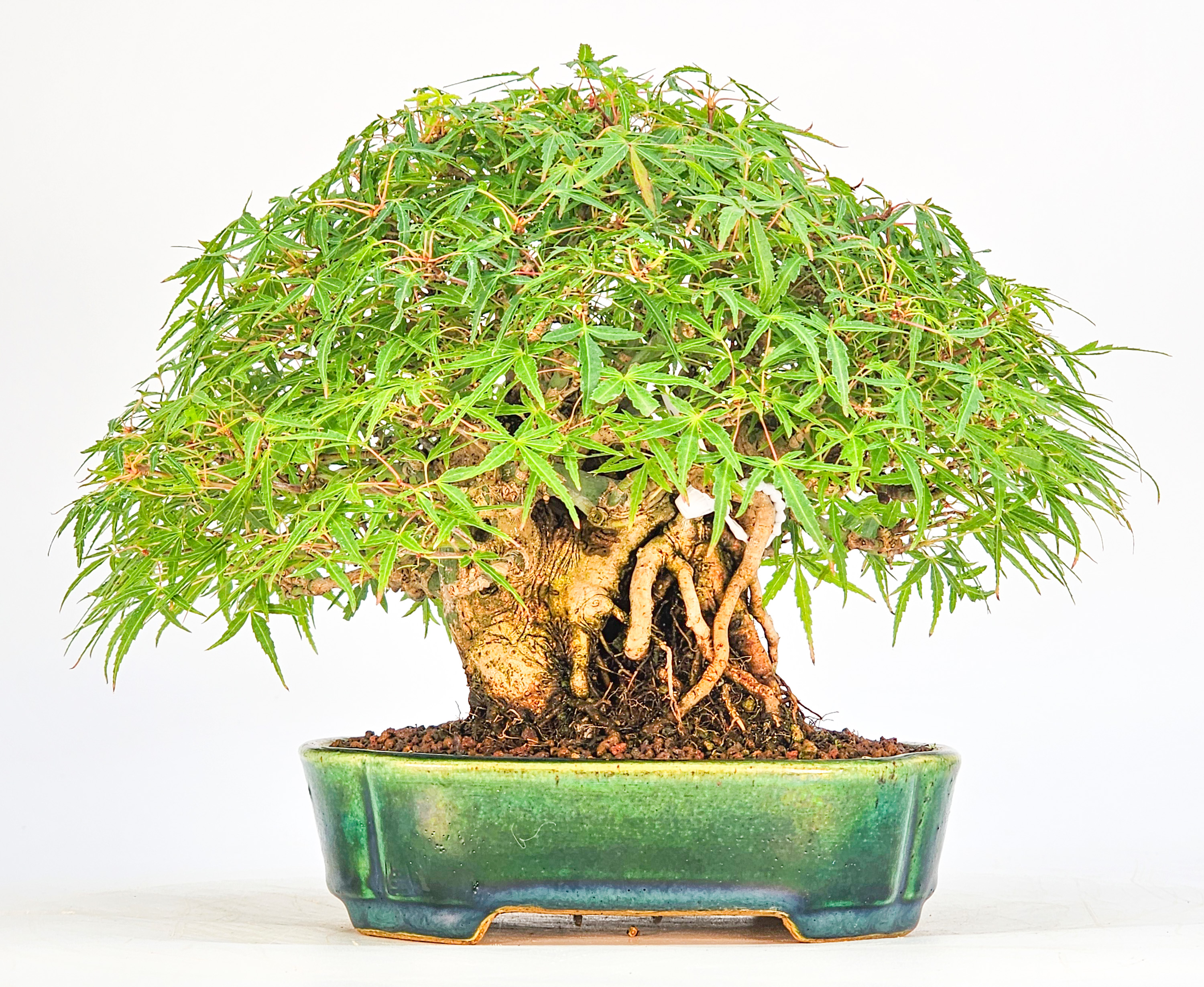 Bonsai Premium Fächerahorn - Acer Palmatum maihime Shohin 16cm Video!!