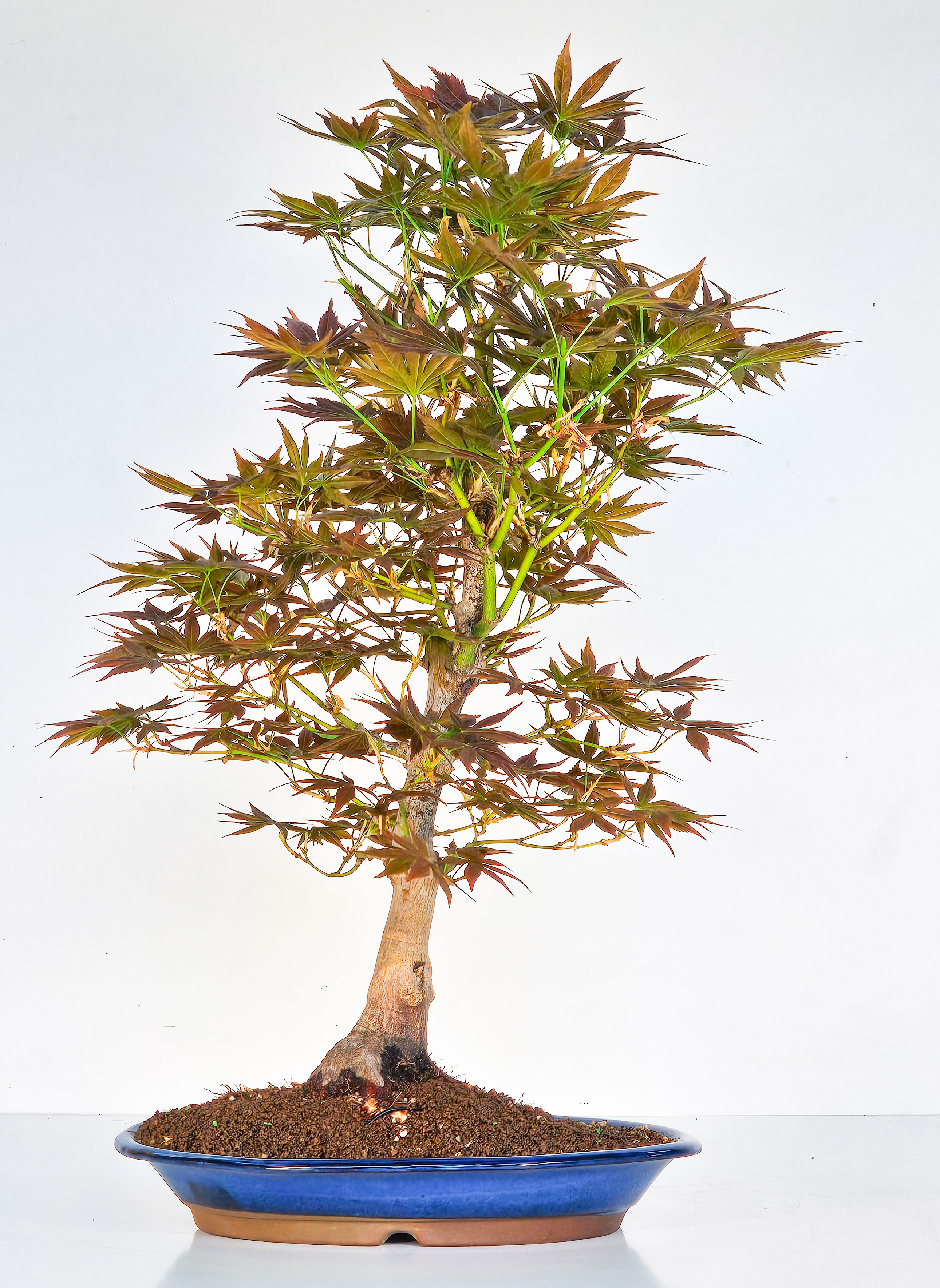 Bonsai Fächerahorn - Acer palmatum yugure 52cm  