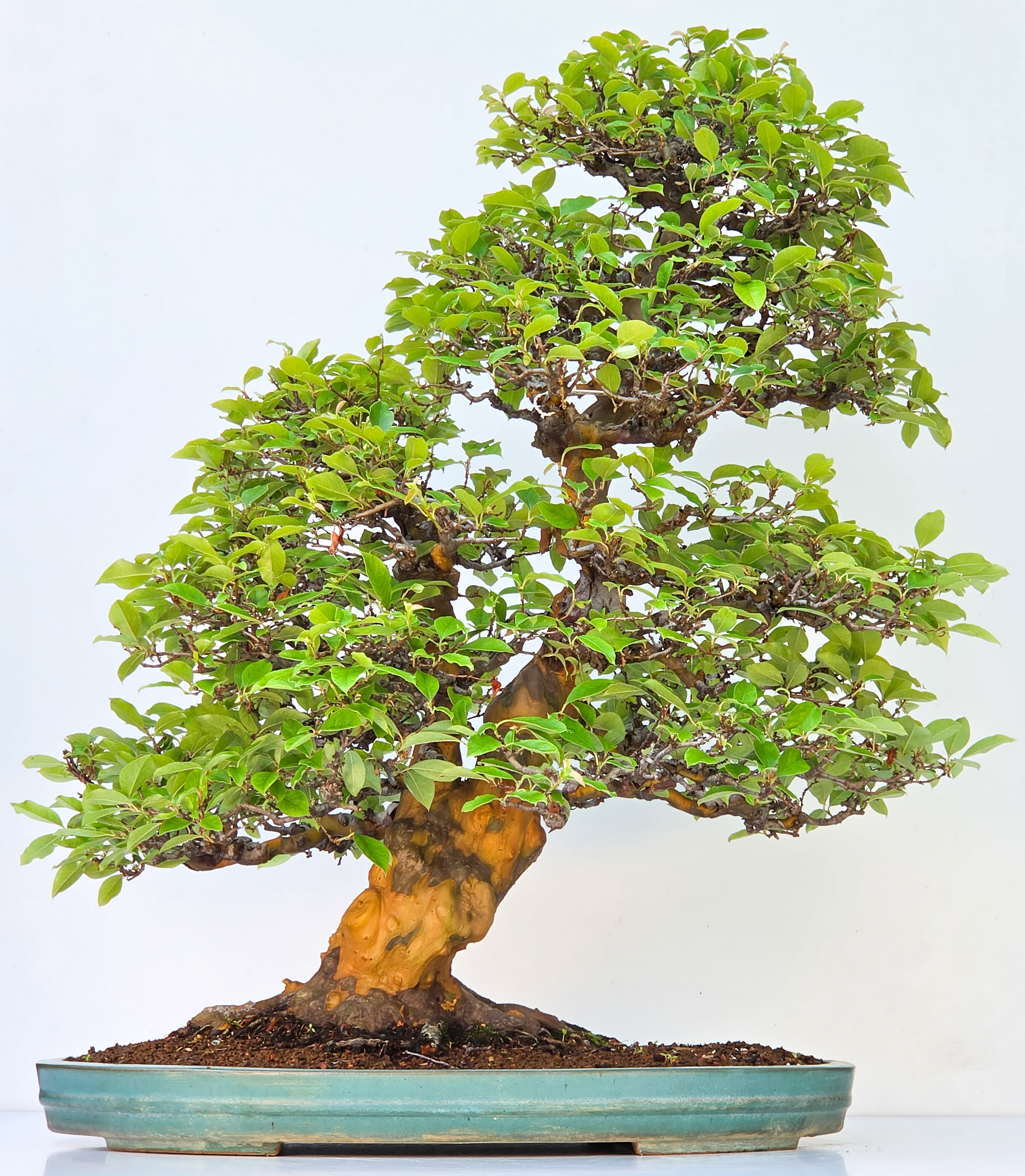 Bonsai Quitte - Pseudocydonia sinensis 85cm Video!!