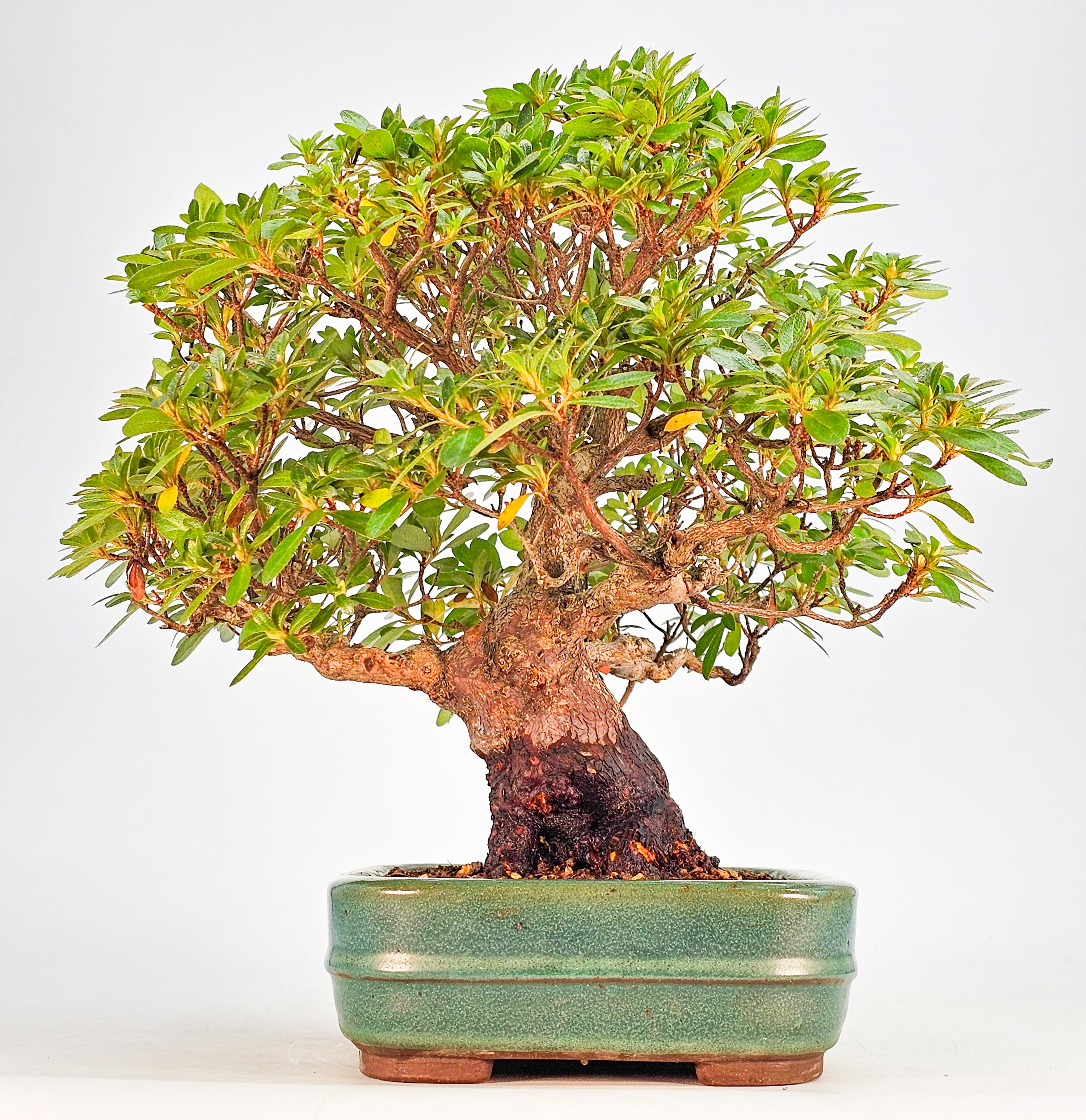 Bonsai Azalee - Rhododendron indicum - Wakaebisu 27cm 