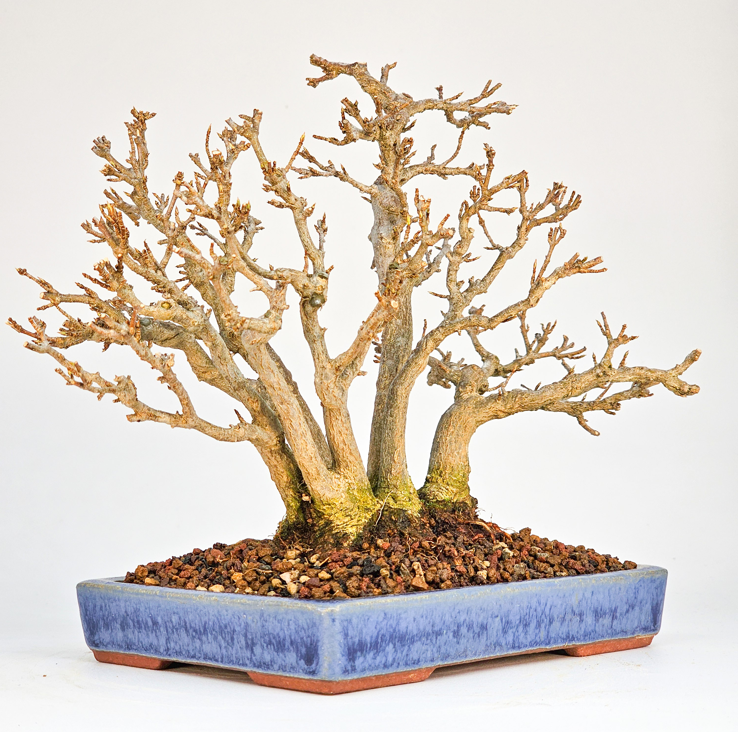Bonsai Dreispitzahorn - Acer buergerianum Shohin 17cm