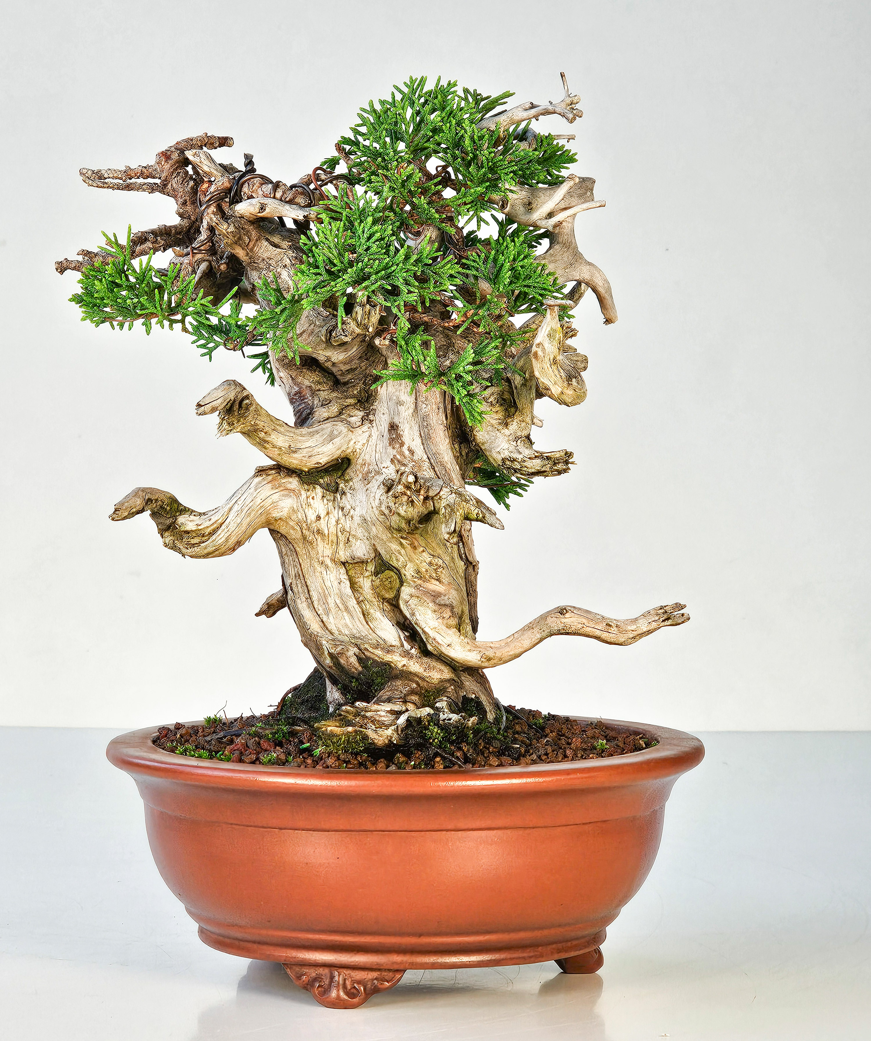 Bonsai Wacholder Juniperus Itoigawa Shohin 18cm 